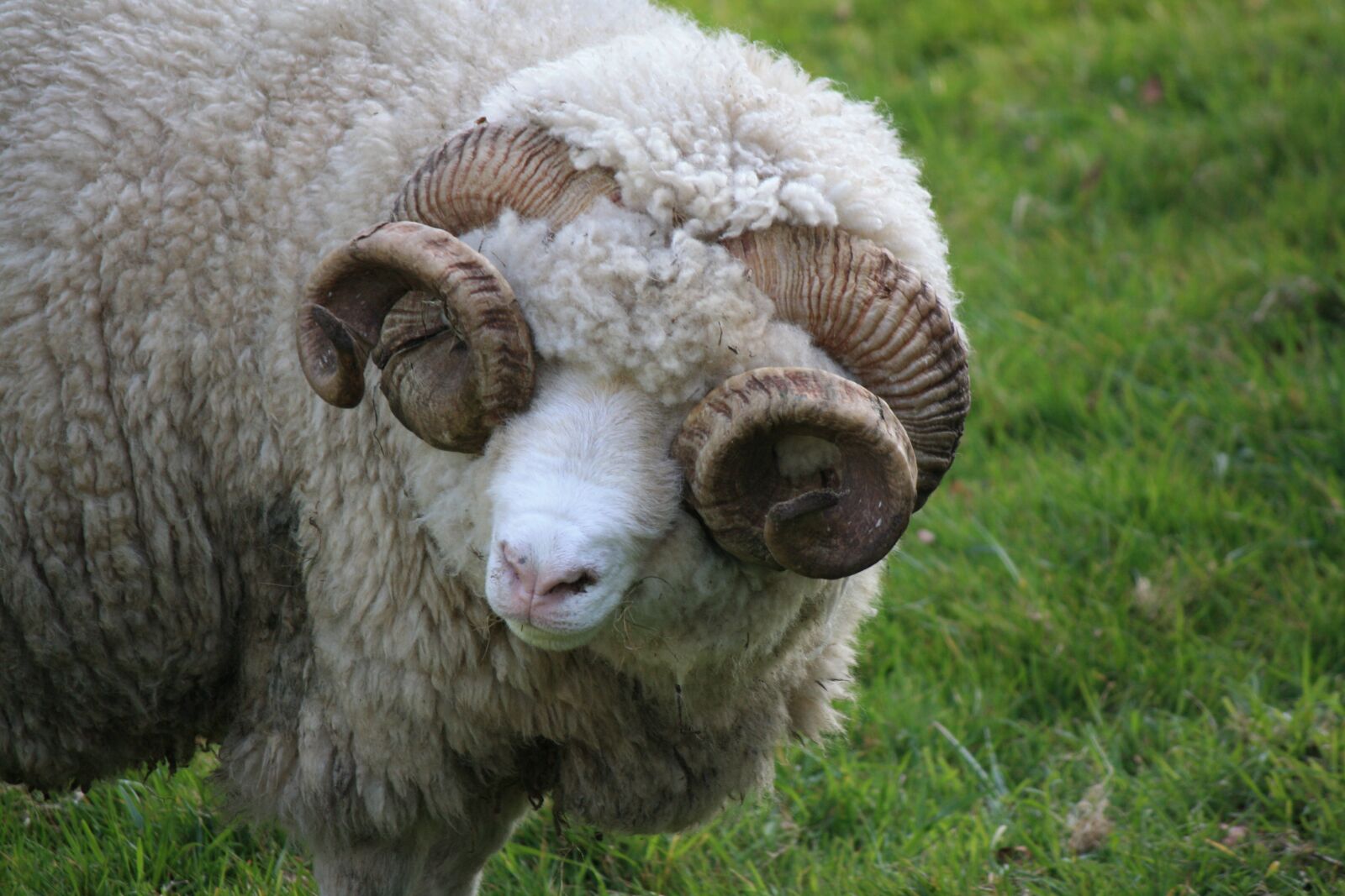 Canon EOS 1000D (EOS Digital Rebel XS / EOS Kiss F) sample photo. Sheep, ram, farming photography