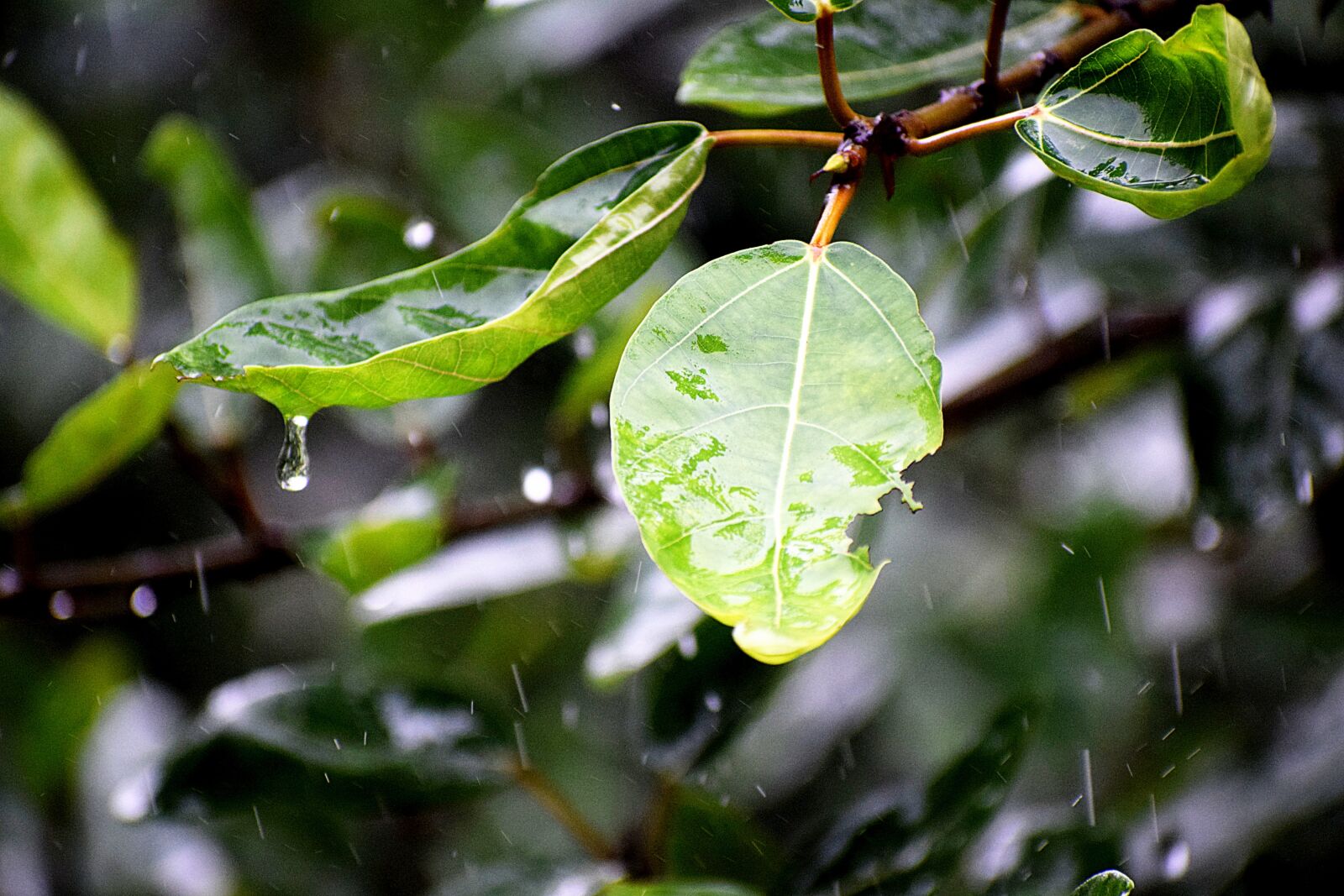 Nikon D3300 sample photo. Rain, water, drops photography