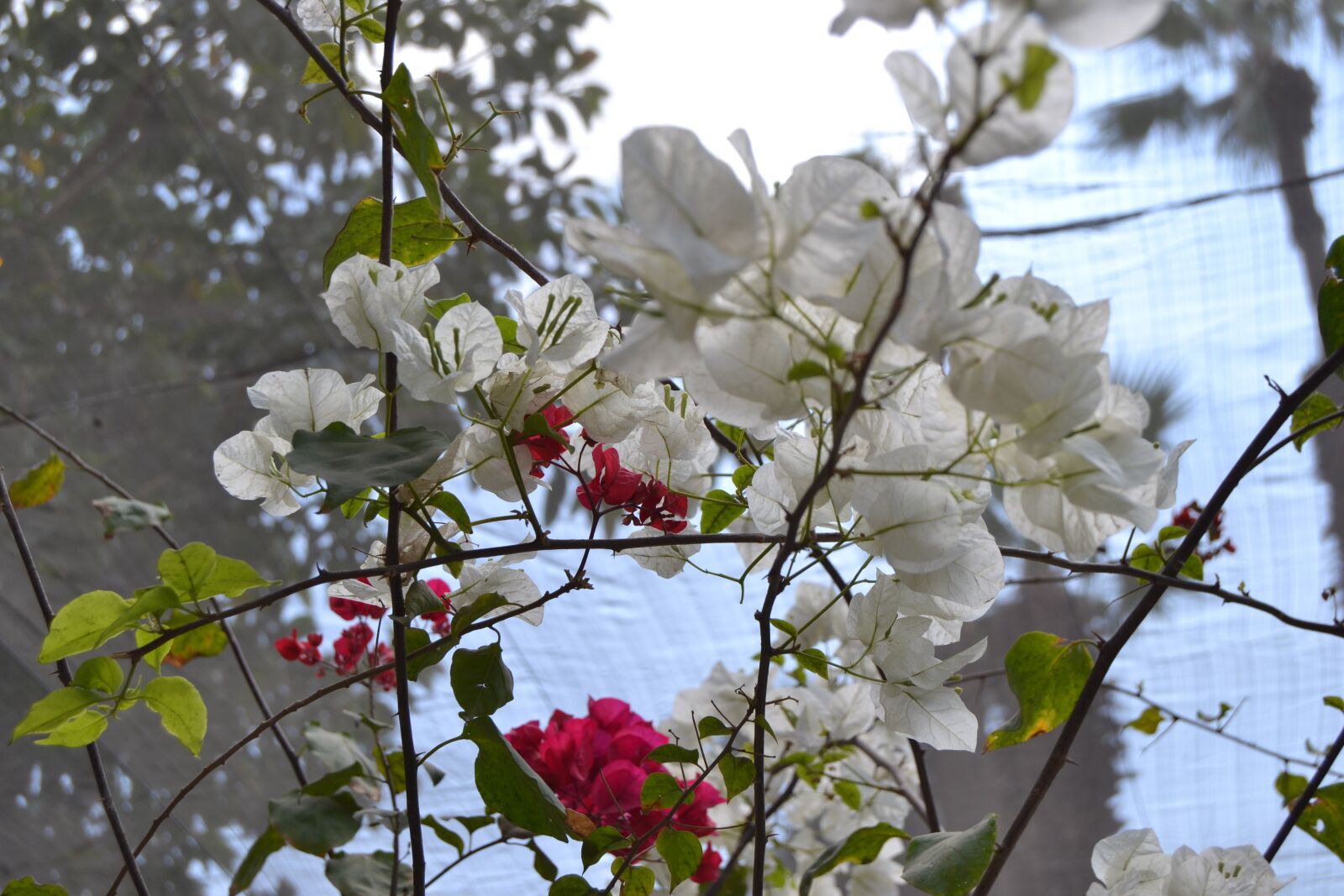 Nikon D3100 sample photo. White, pink, flowers photography
