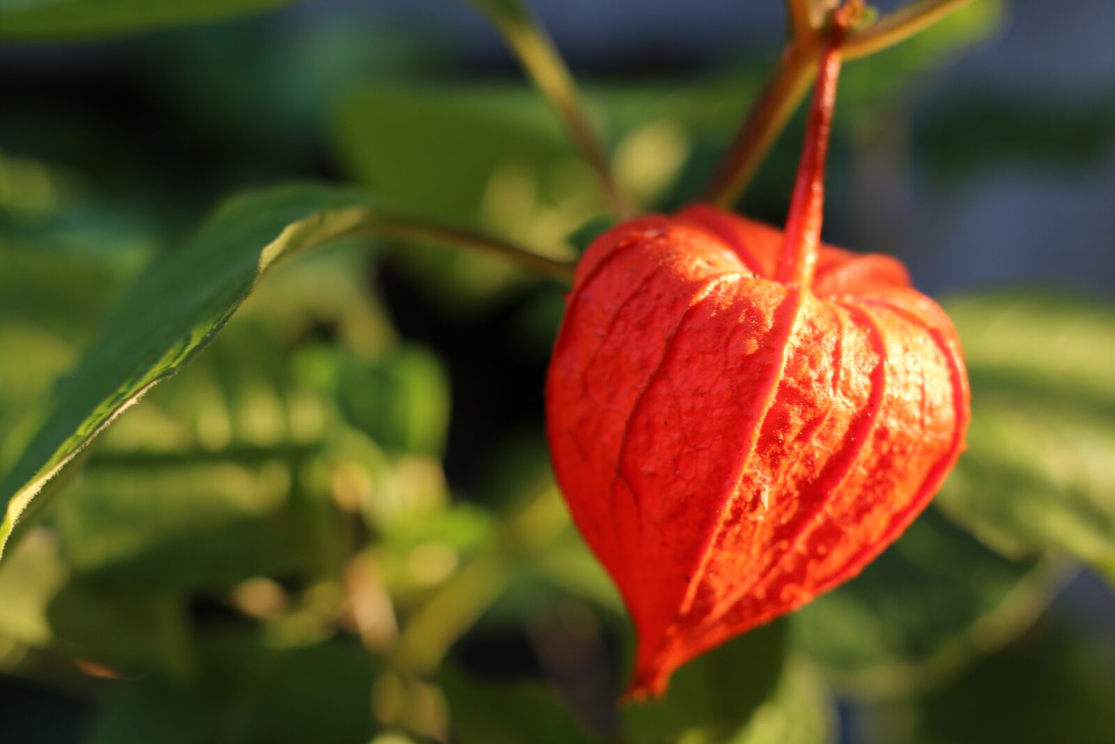 Canon EOS 70D + Canon EF 50mm F1.8 STM sample photo. Chinese lantern plant, fruit photography