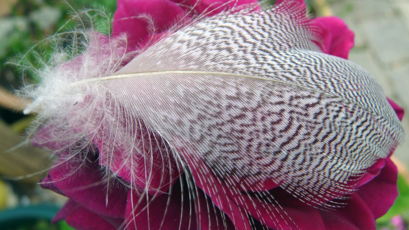 Panasonic Lumix DMC-FZ28 sample photo. Feather, on, rose photography