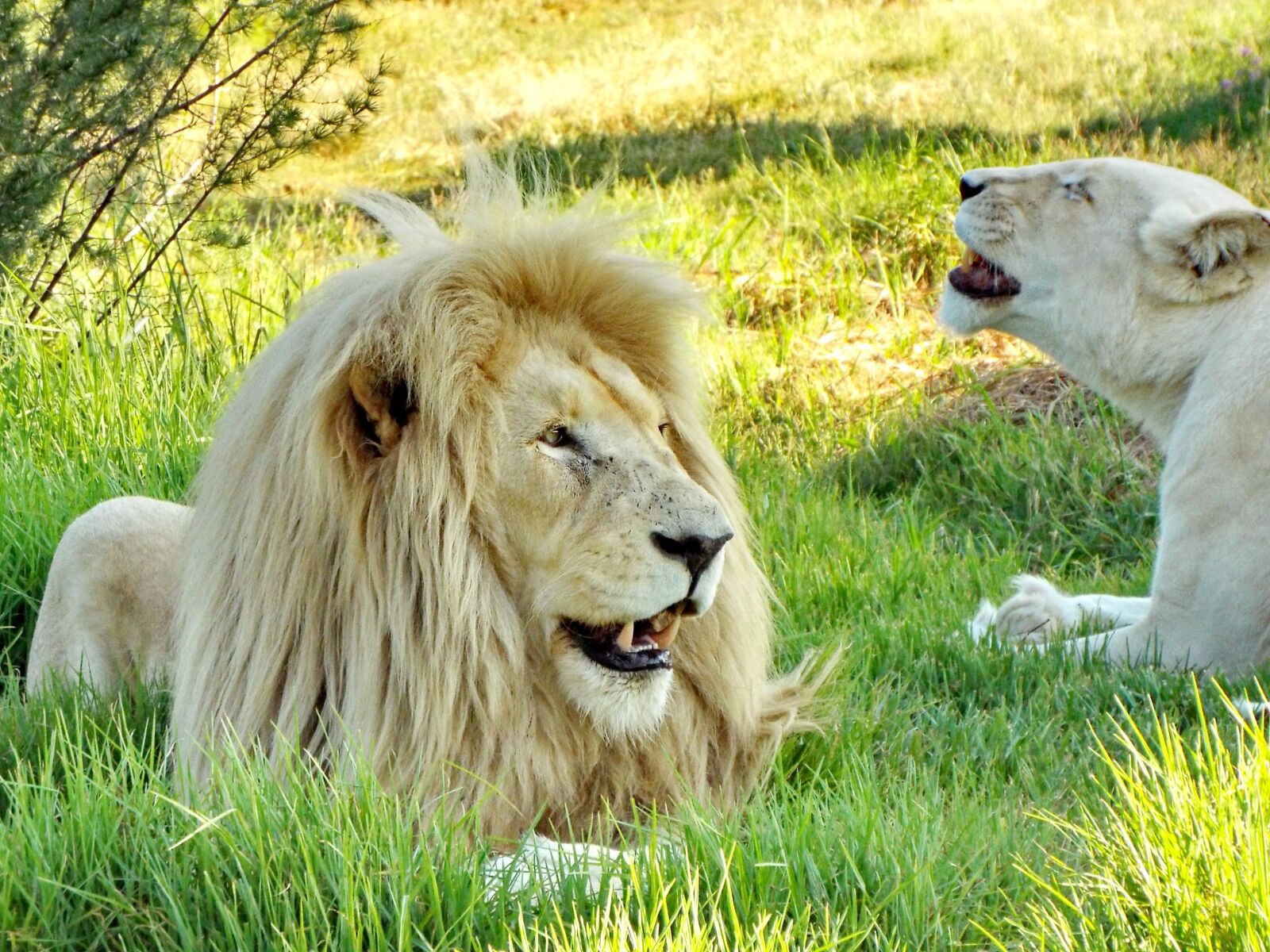 Fujifilm FinePix S8200 sample photo. Lion, africa, predator photography