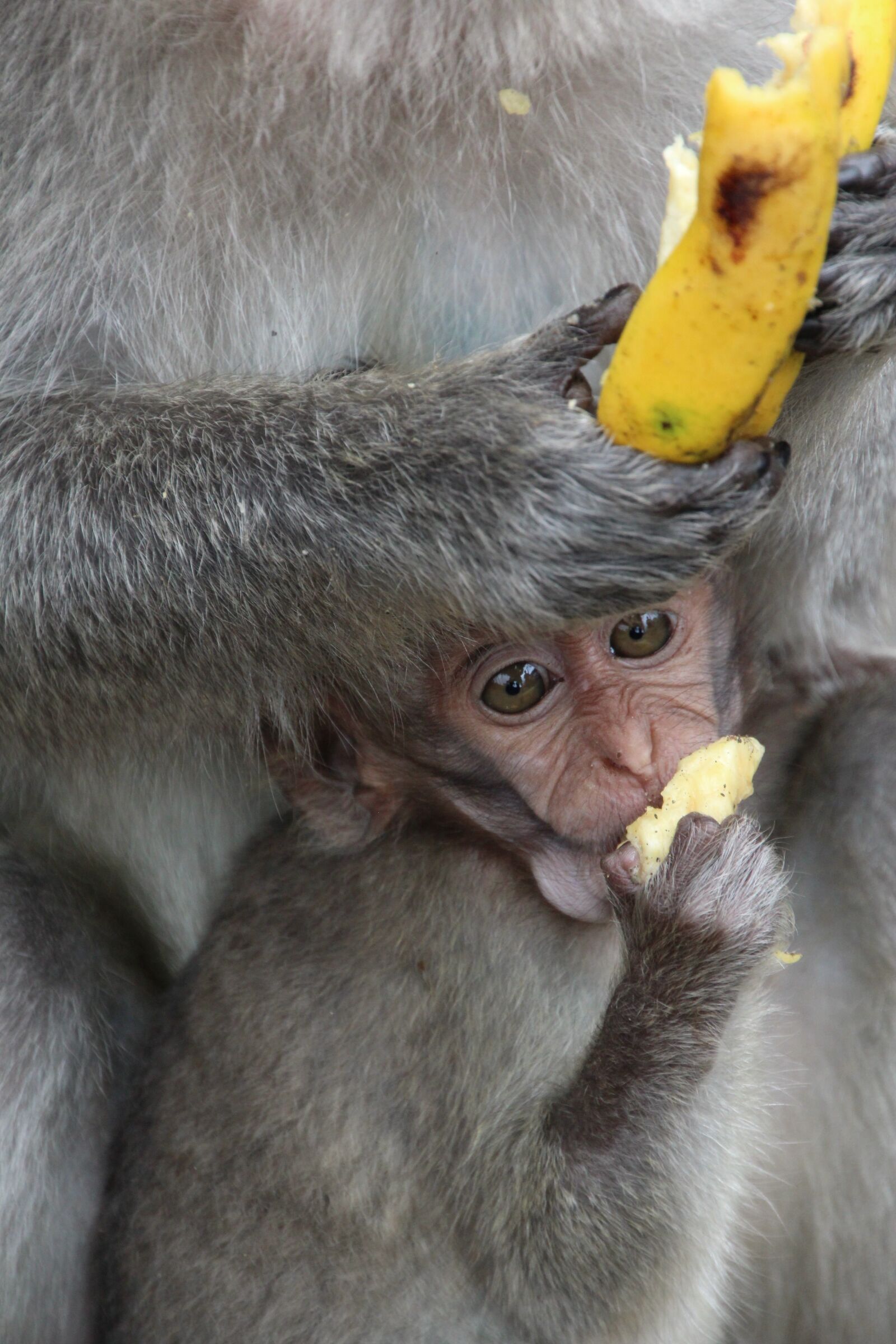Canon EOS 1200D (EOS Rebel T5 / EOS Kiss X70 / EOS Hi) sample photo. Monkey, baby, äffchen photography