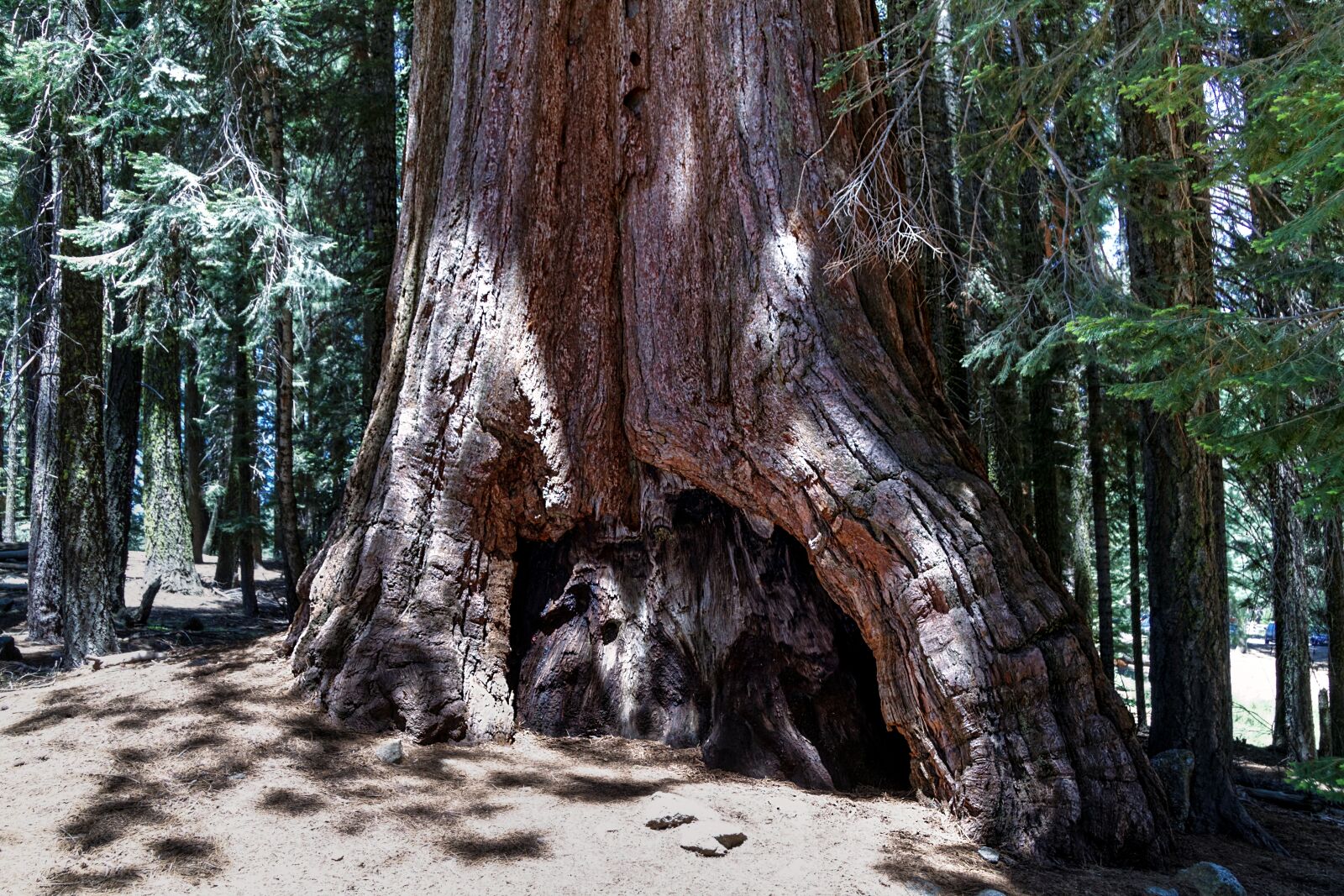 Canon EOS 7D sample photo. Sequioa tree, sequioa national photography