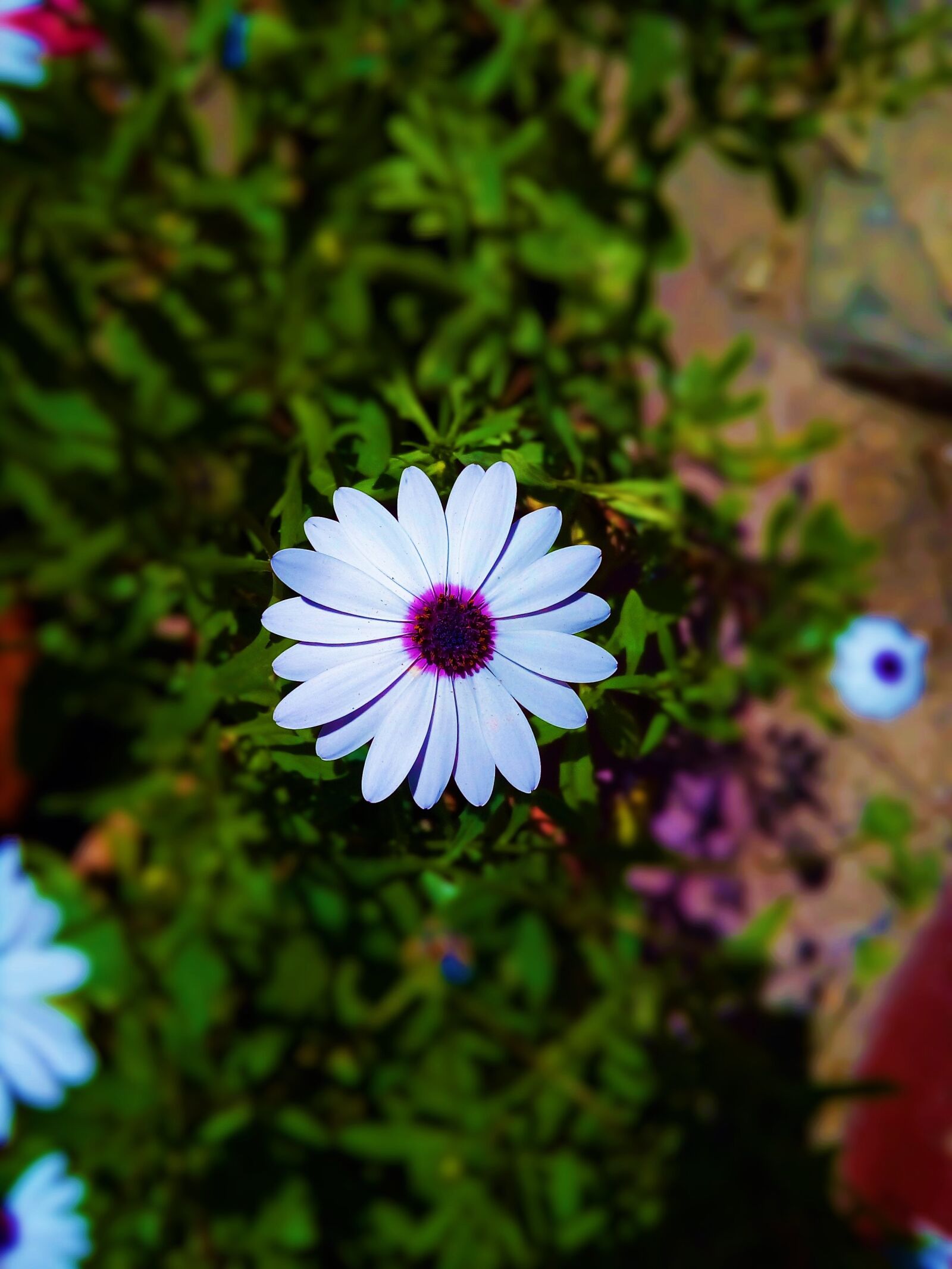 HUAWEI Y3III sample photo. Beautiful flower, beautiful white photography