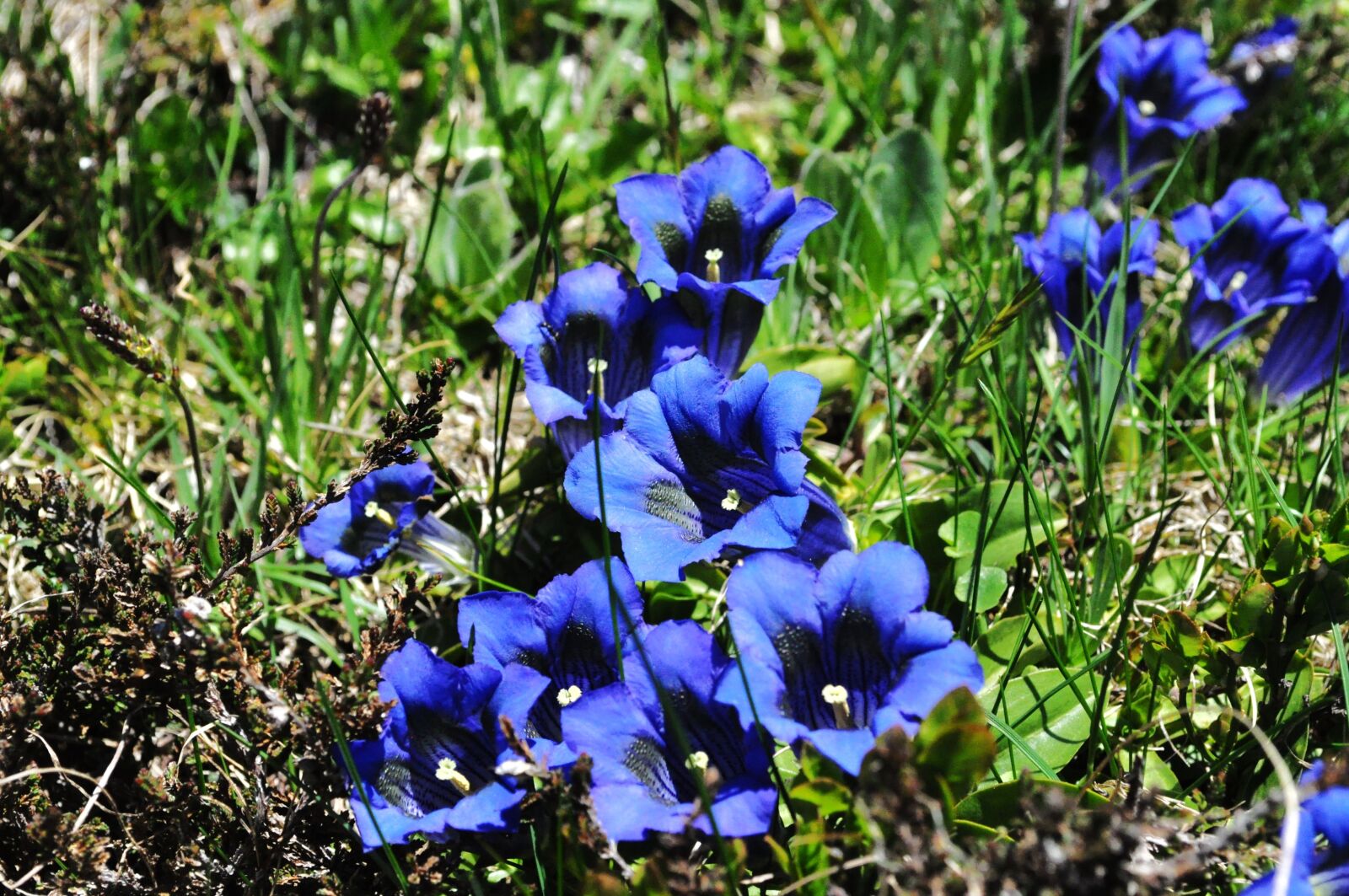 Nikon D5000 sample photo. Nature, gentian, alpine photography