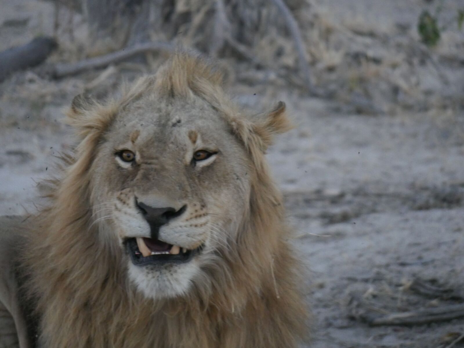 Panasonic Lumix DMC-GH4 sample photo. Botswana, lion grins, predator photography