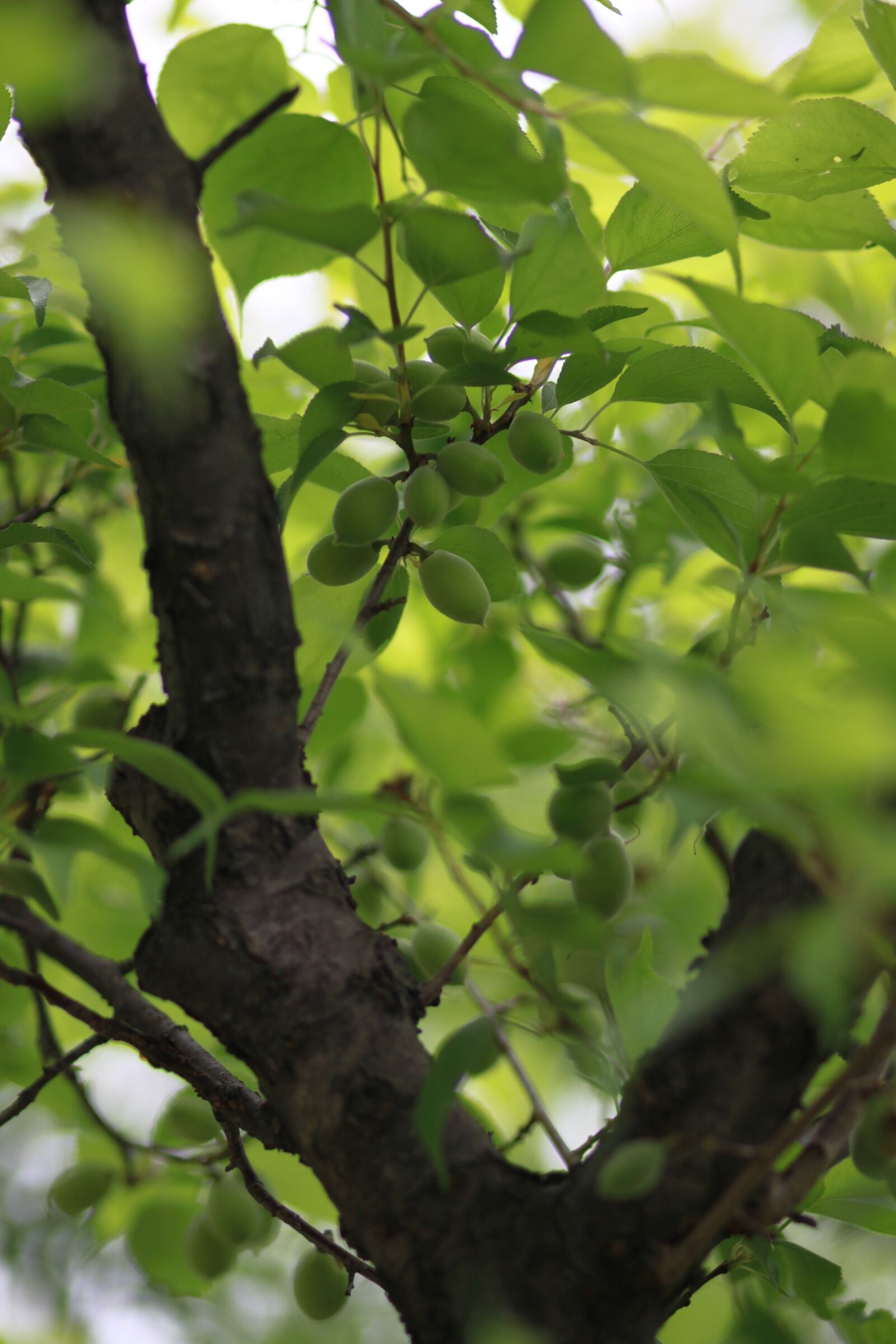 Canon EOS 500D (EOS Rebel T1i / EOS Kiss X3) sample photo. Nature, leaf, plum photography