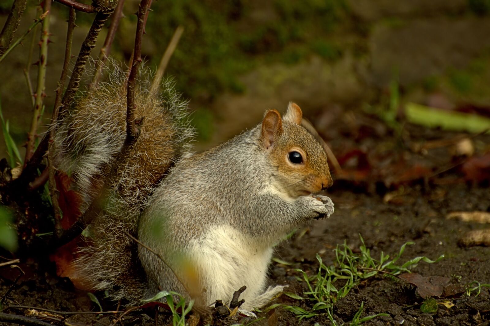 Nikon D3200 sample photo. Natura, animals, animal world photography