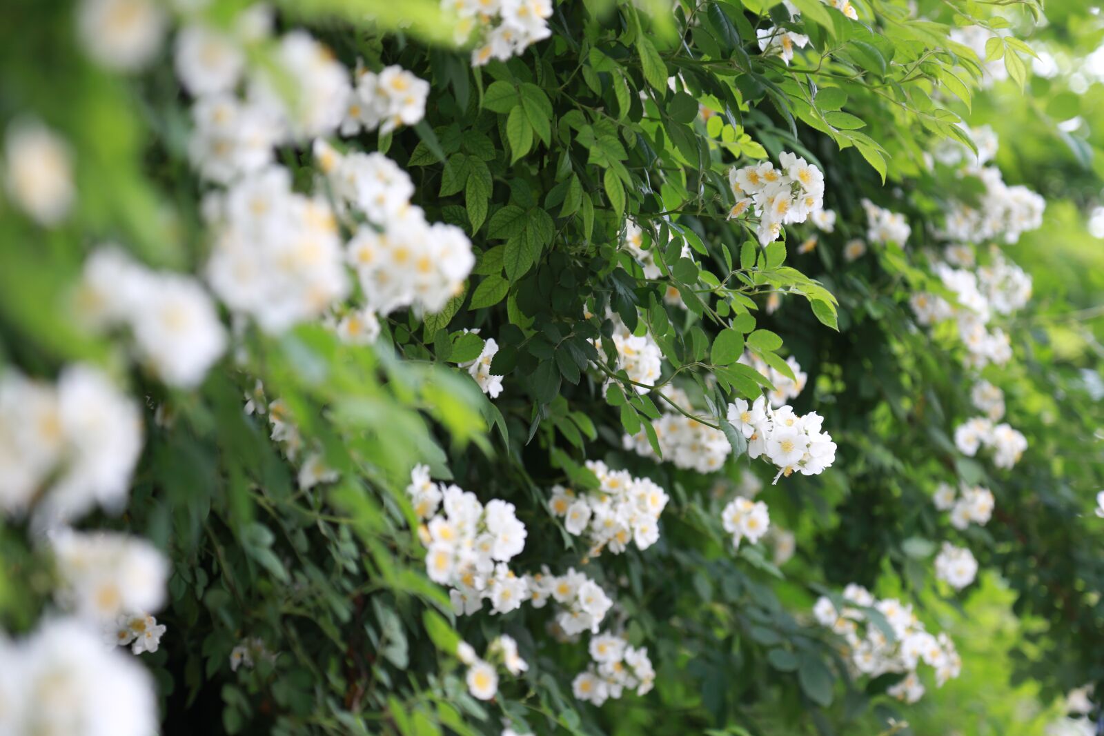 Canon EF 24-105mm F4L IS USM sample photo. Rose, white flower photography