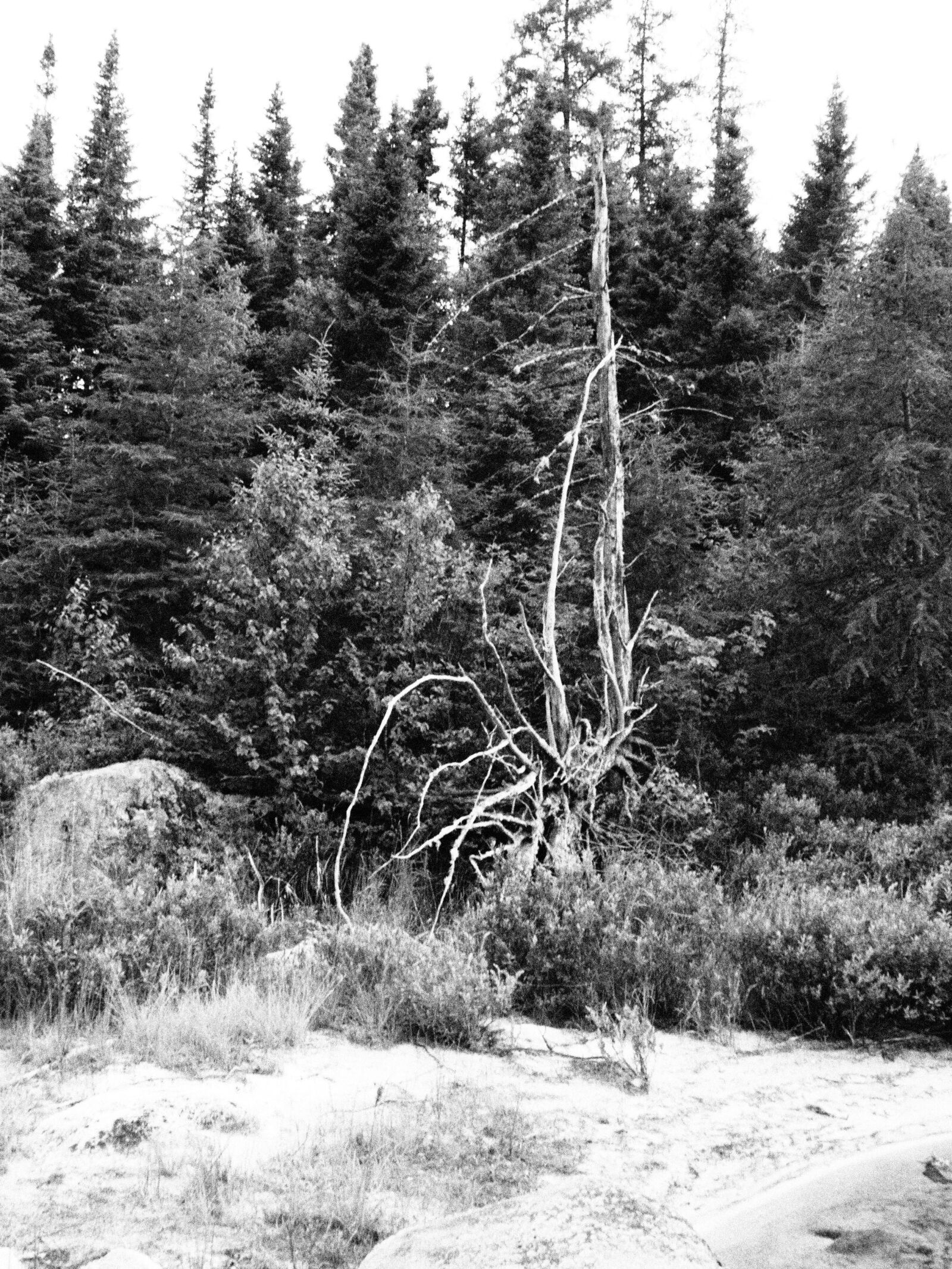 Olympus OM-D E-M10 + Olympus M.Zuiko Digital 14-42mm F3.5-5.6 II R sample photo. Nature, forest, tree photography