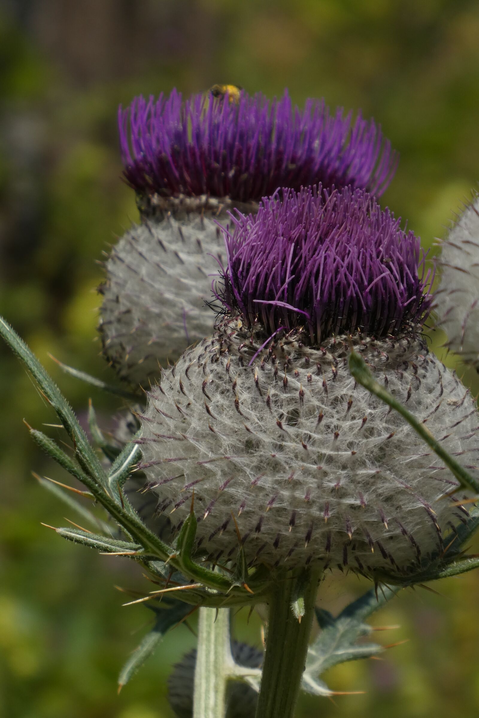 Panasonic Lumix DC-ZS70 (Lumix DC-TZ90) sample photo. Large thistle, mountains, alps photography