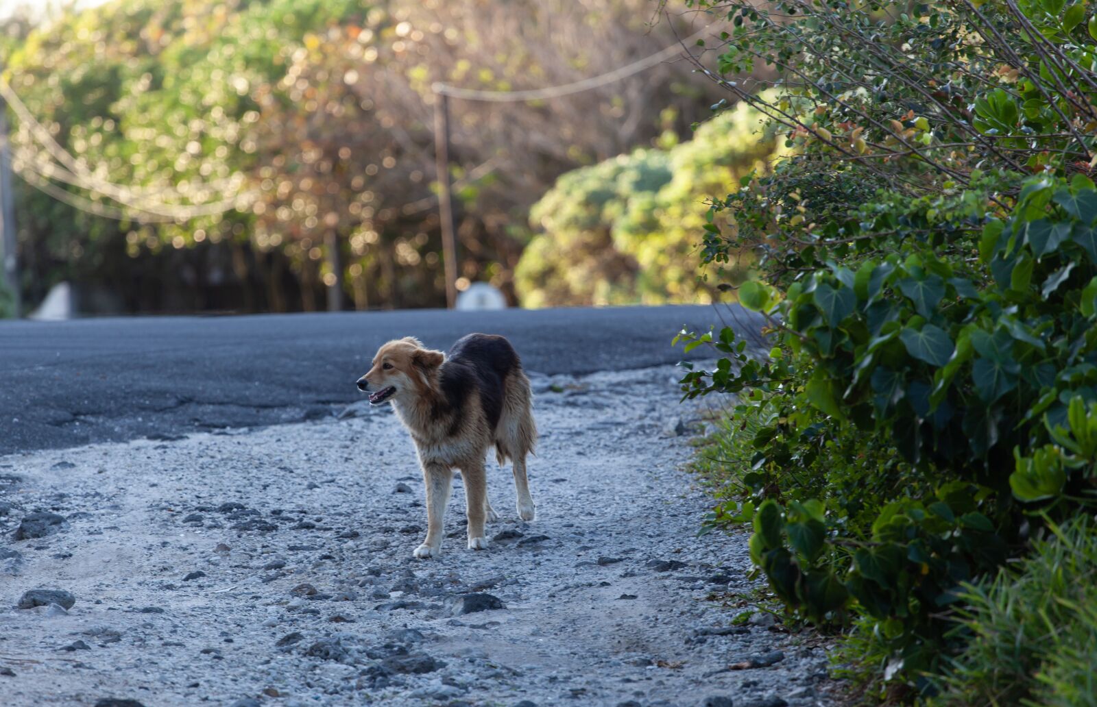 Canon EF 70-200mm F4L USM sample photo. Stray dog on road photography