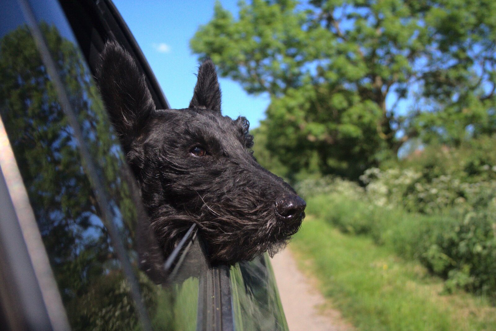 Canon EOS 350D (EOS Digital Rebel XT / EOS Kiss Digital N) sample photo. Dog, car, window photography