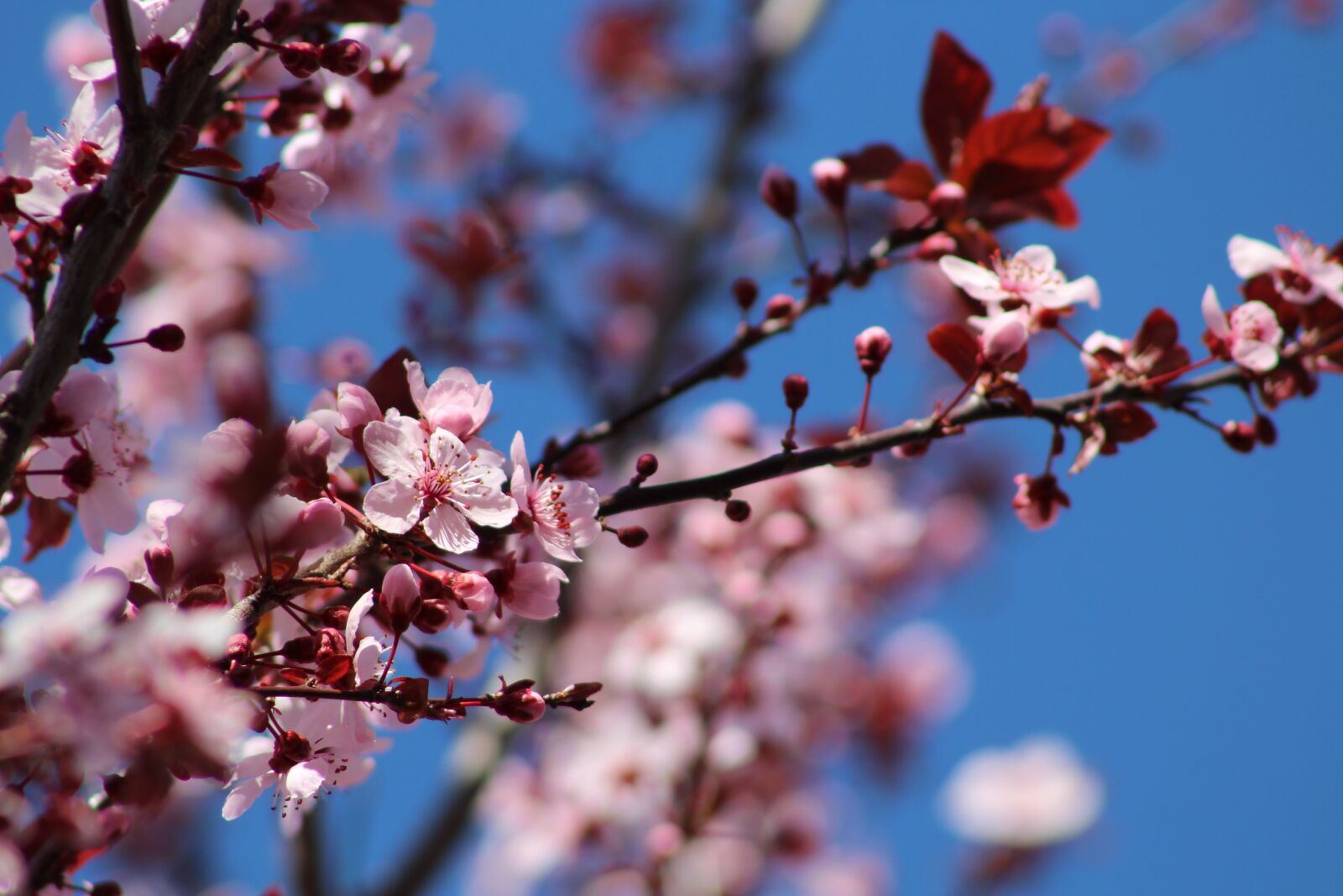 Canon EF75-300mm f/4-5.6 sample photo. Flowers, spring, bee photography