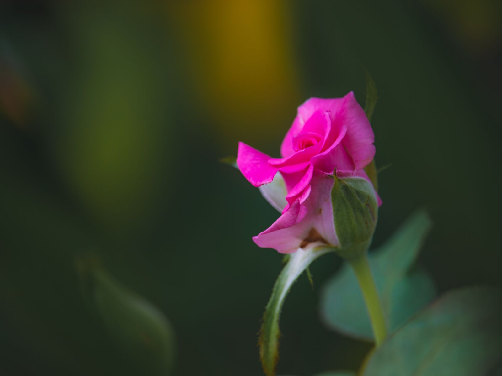 Canon EOS 800D (EOS Rebel T7i / EOS Kiss X9i) sample photo. Flower, rose, plant photography