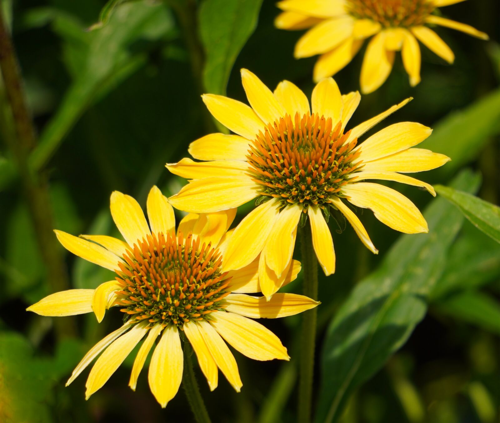 Sony E 55-210mm F4.5-6.3 OSS sample photo. Echinacea, blossom, bloom photography