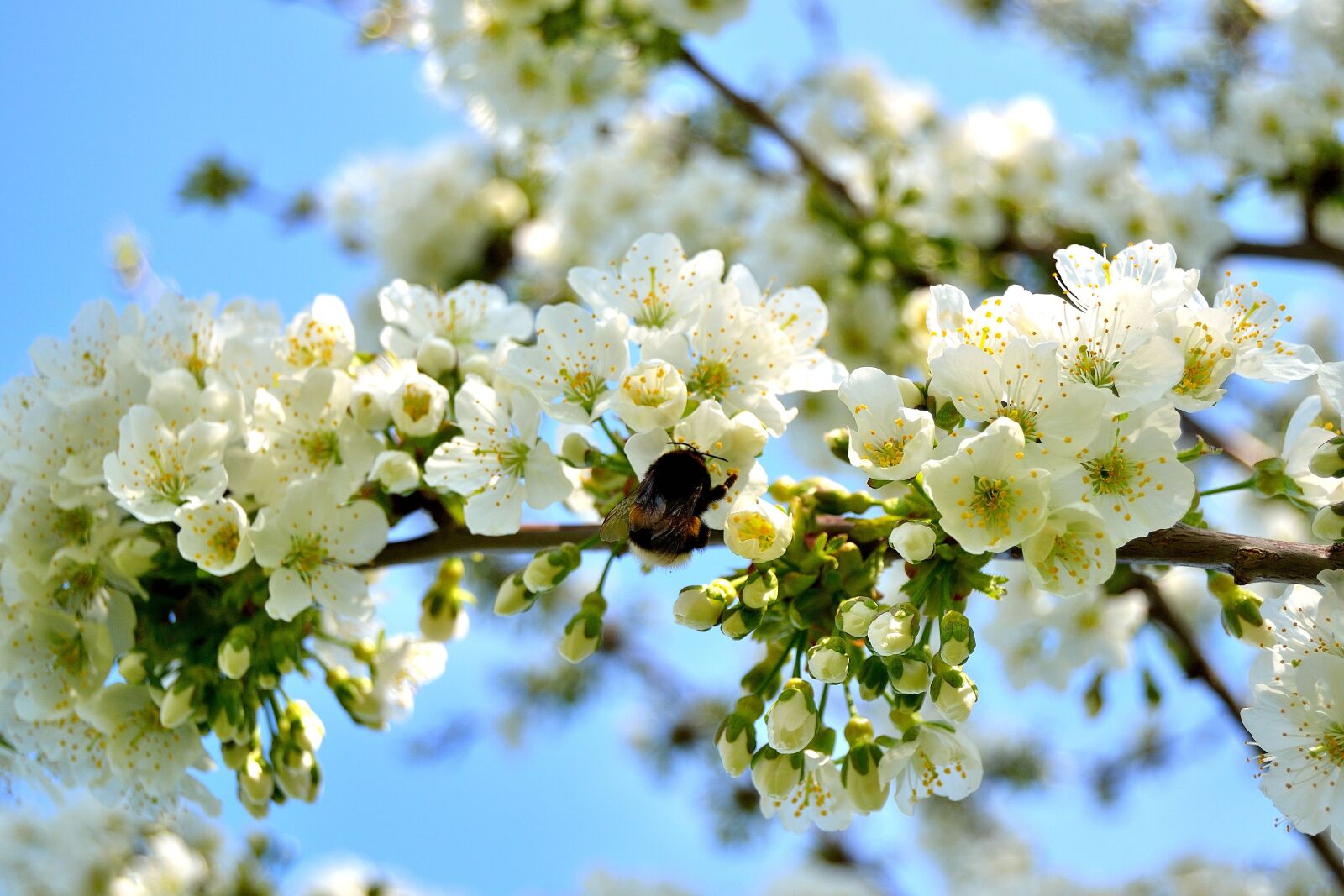Nikon D3100 sample photo. Cherry tree, cherry blossom photography