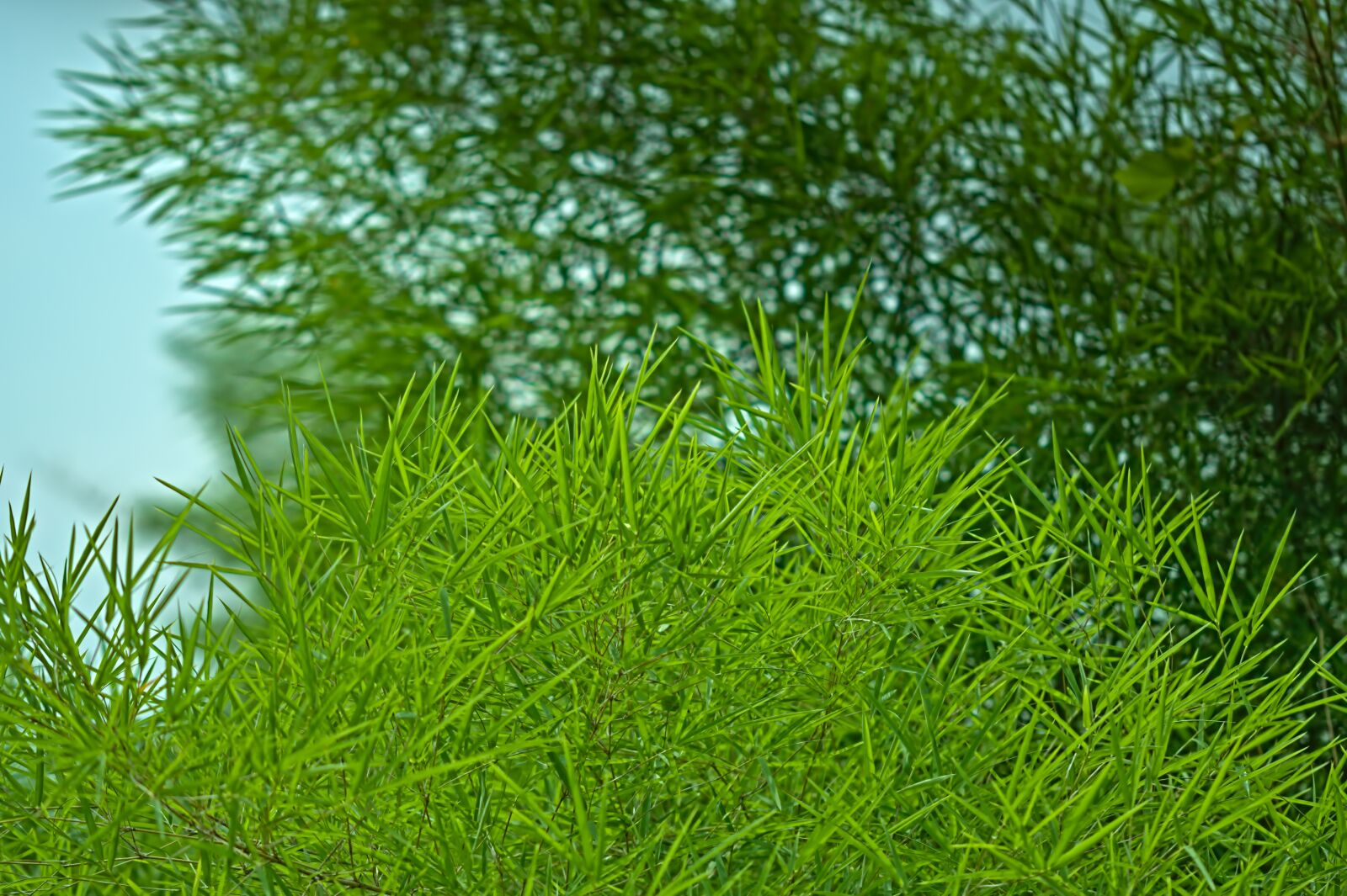 Nikon D500 sample photo. Bamboo, bamboo groves, leaves photography