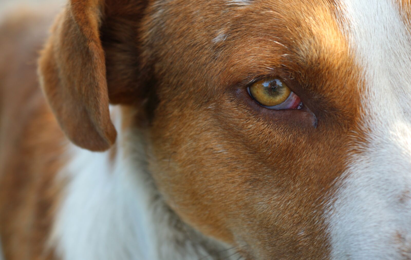 Canon EOS 650D (EOS Rebel T4i / EOS Kiss X6i) sample photo. The dog's eyes, red photography