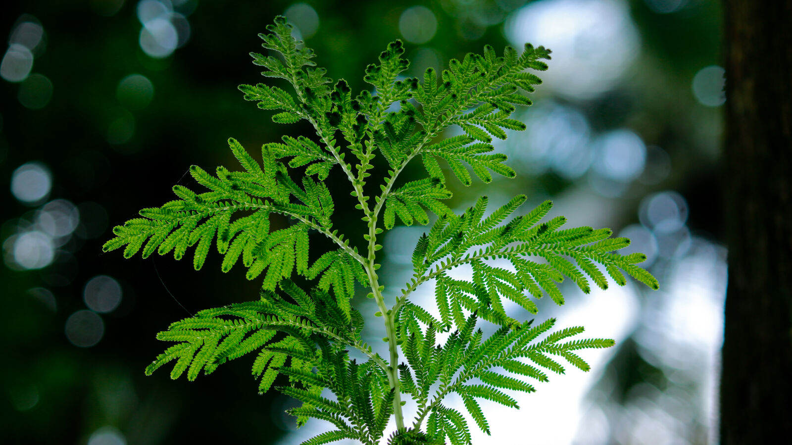 Canon EOS 700D (EOS Rebel T5i / EOS Kiss X7i) sample photo. Backlight, bokeh, bright, environment photography