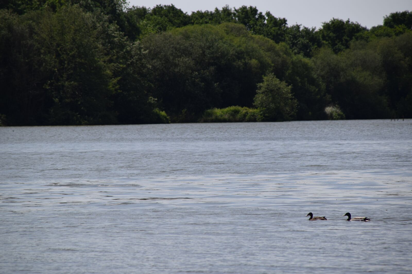 Nikon D5300 sample photo. Duck, water, pond photography