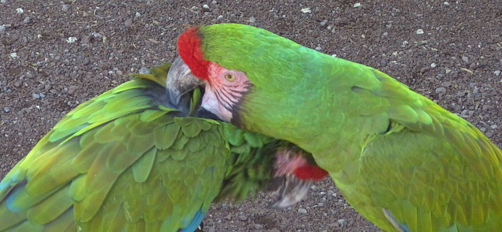 Samsung Galaxy S24 FE sample photo