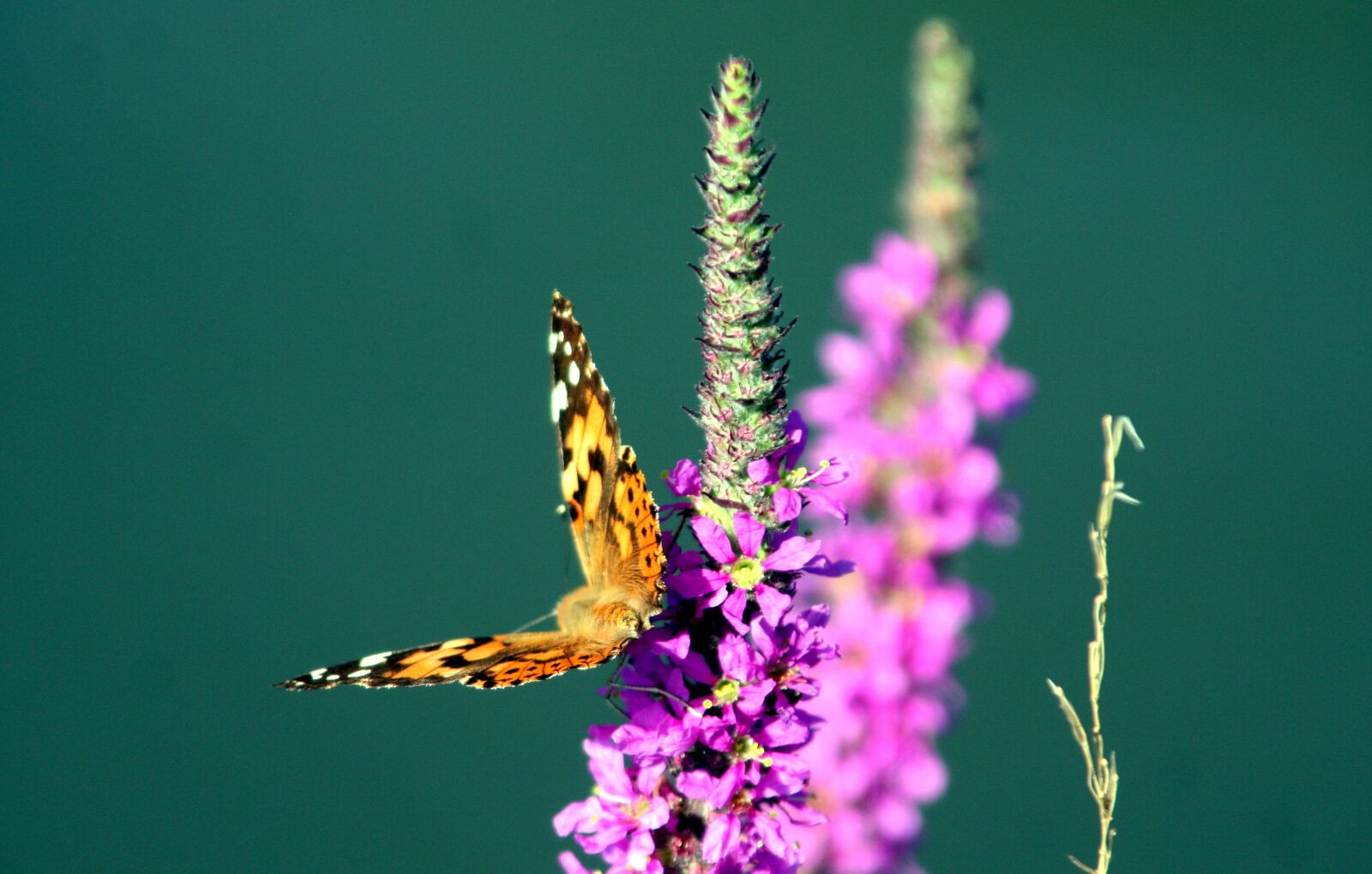 Canon EOS 350D (EOS Digital Rebel XT / EOS Kiss Digital N) sample photo. Flower, butterfly, insects photography