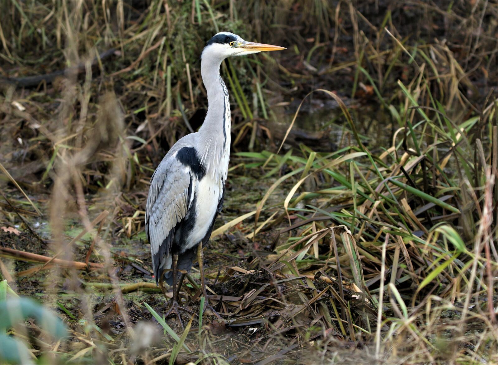 Canon EOS 7D Mark II sample photo. Heron, wading bird, animal photography