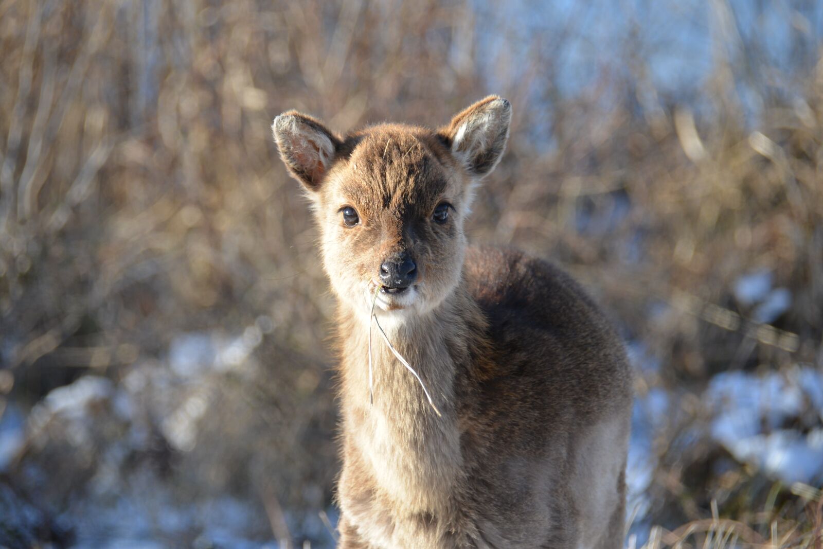 Nikon D600 sample photo. Deer, sika deer, japanese photography