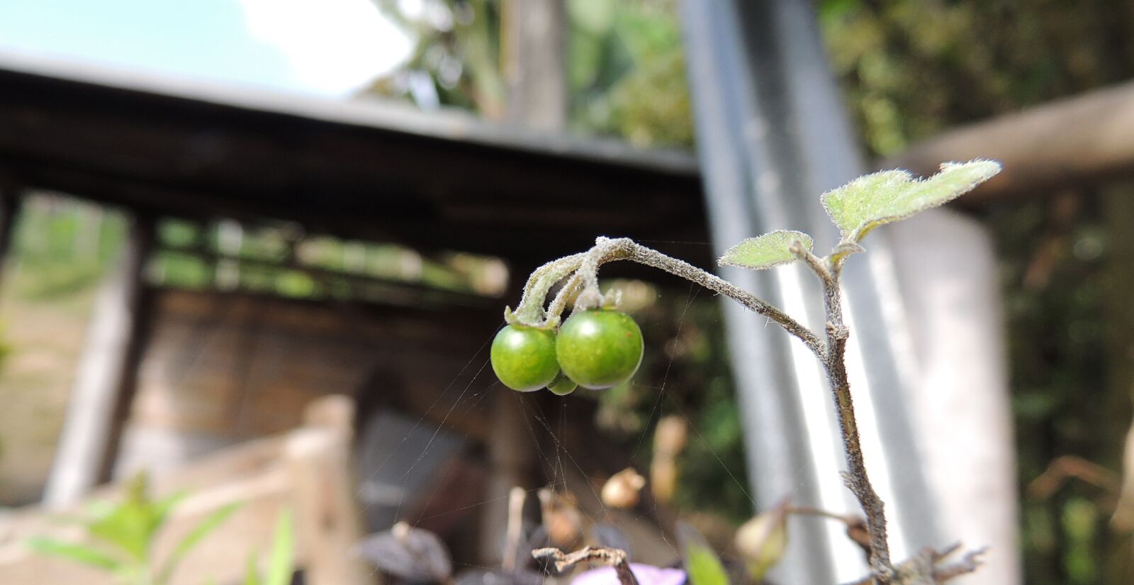 Nikon Coolpix P510 sample photo. Fruit, plant, garden photography