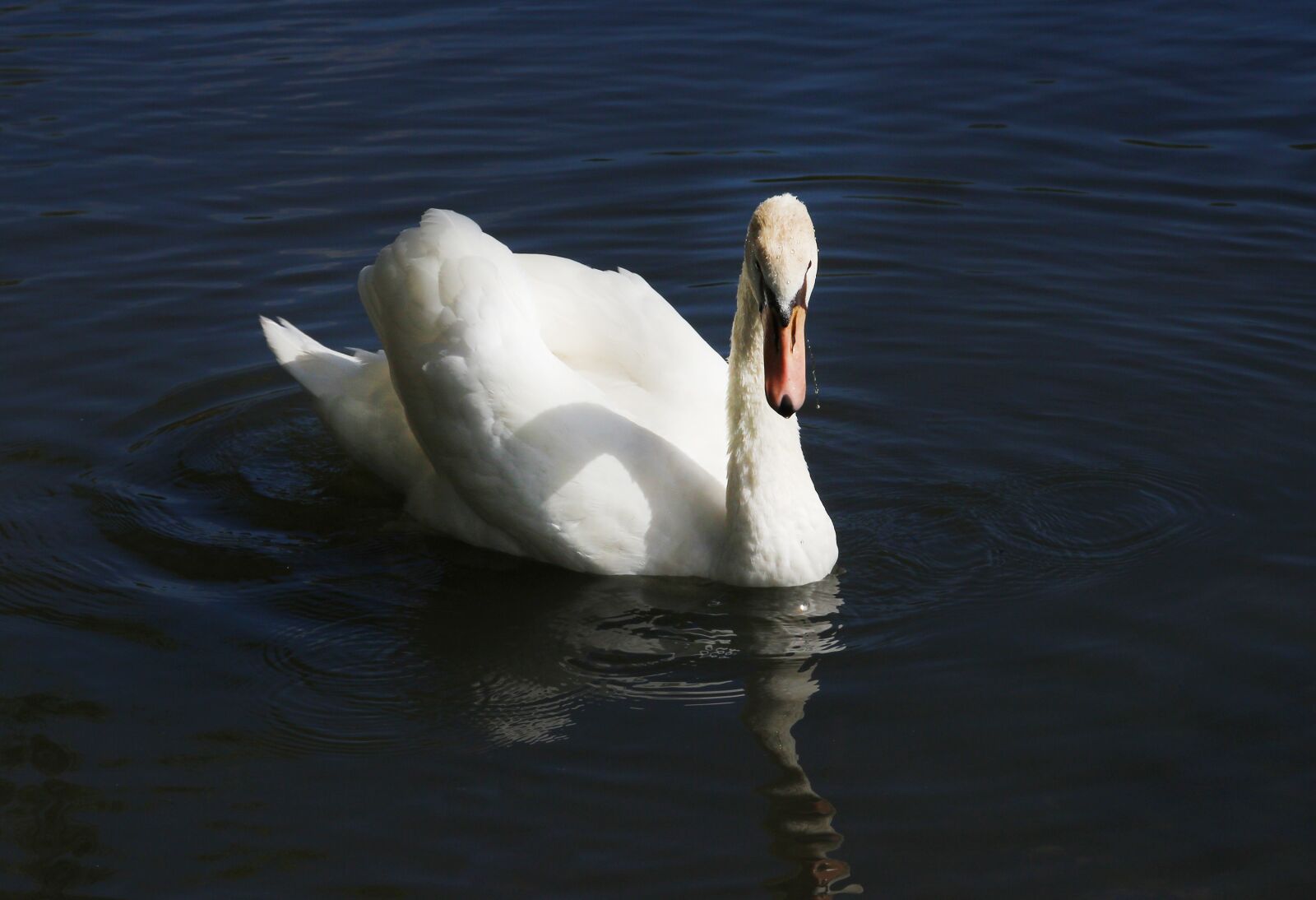 Canon EOS 600D (Rebel EOS T3i / EOS Kiss X5) sample photo. Swan, lake, water photography