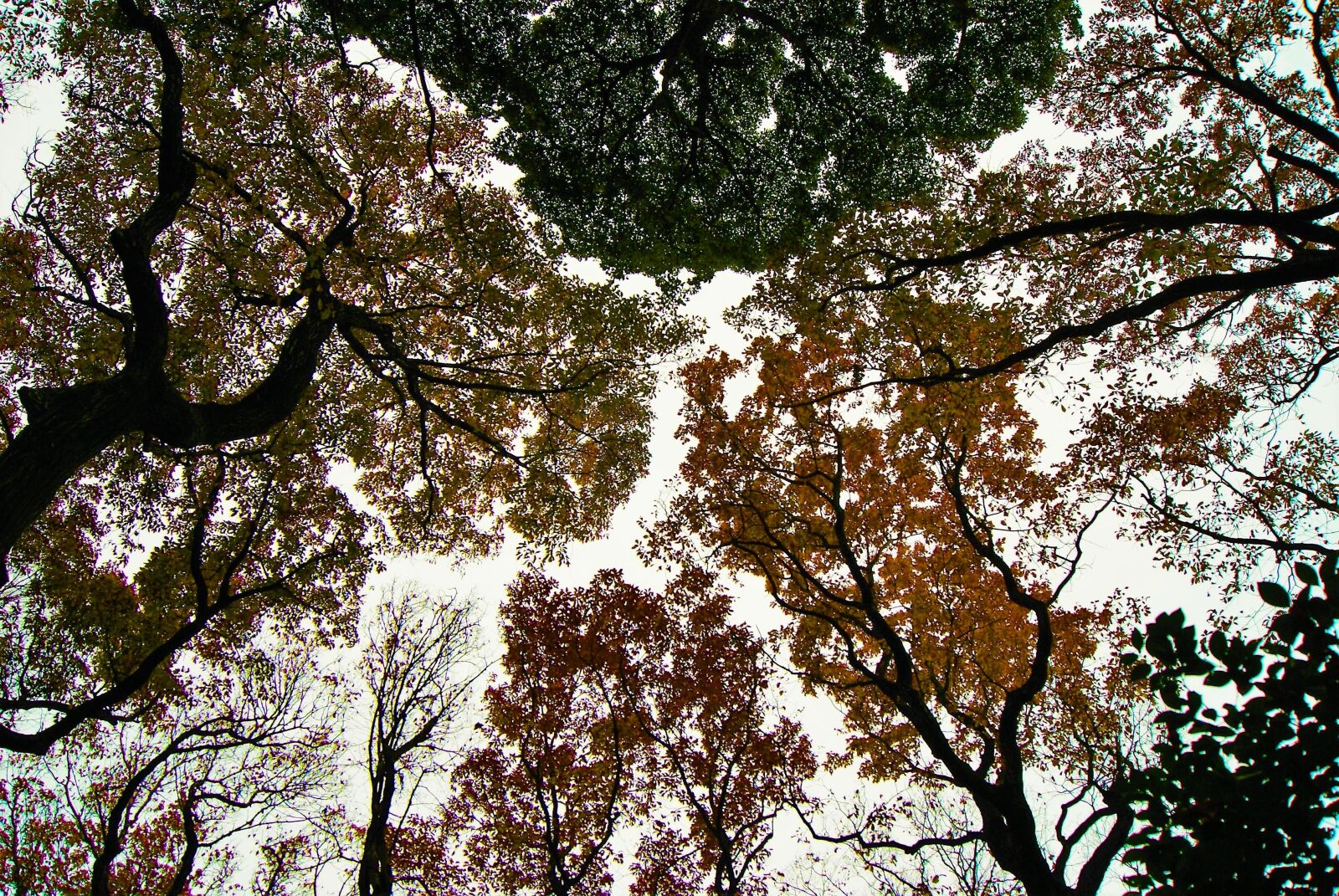 Sony Alpha DSLR-A230 sample photo. Tree, nature, branch photography