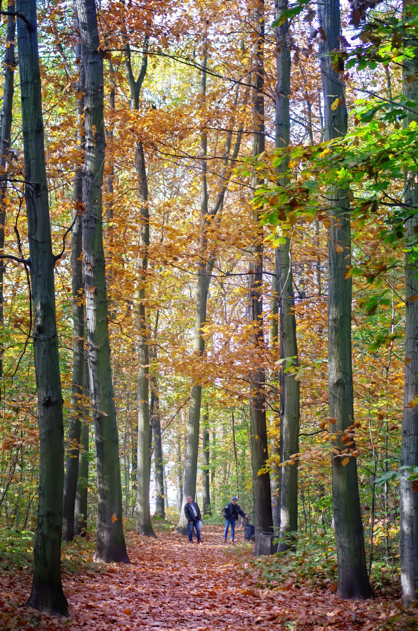 Nikon D5100 sample photo. Path, forest, autumn photography