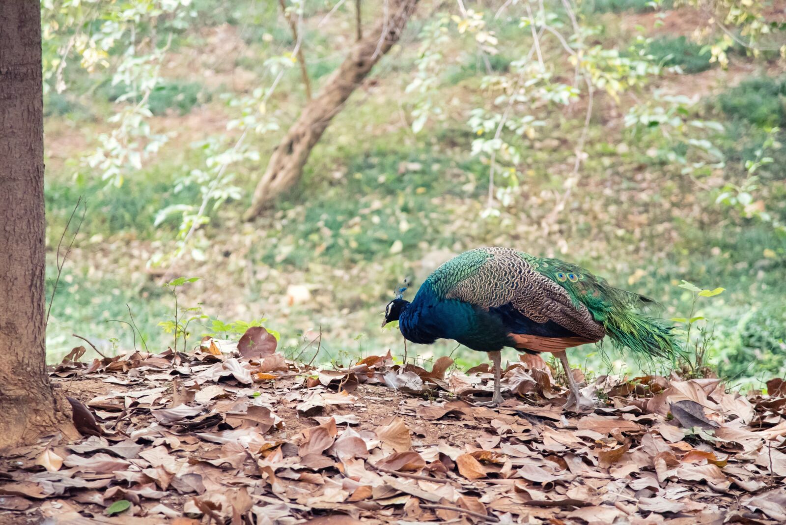 Nikon D750 sample photo. Animal, peacock, zoo photography