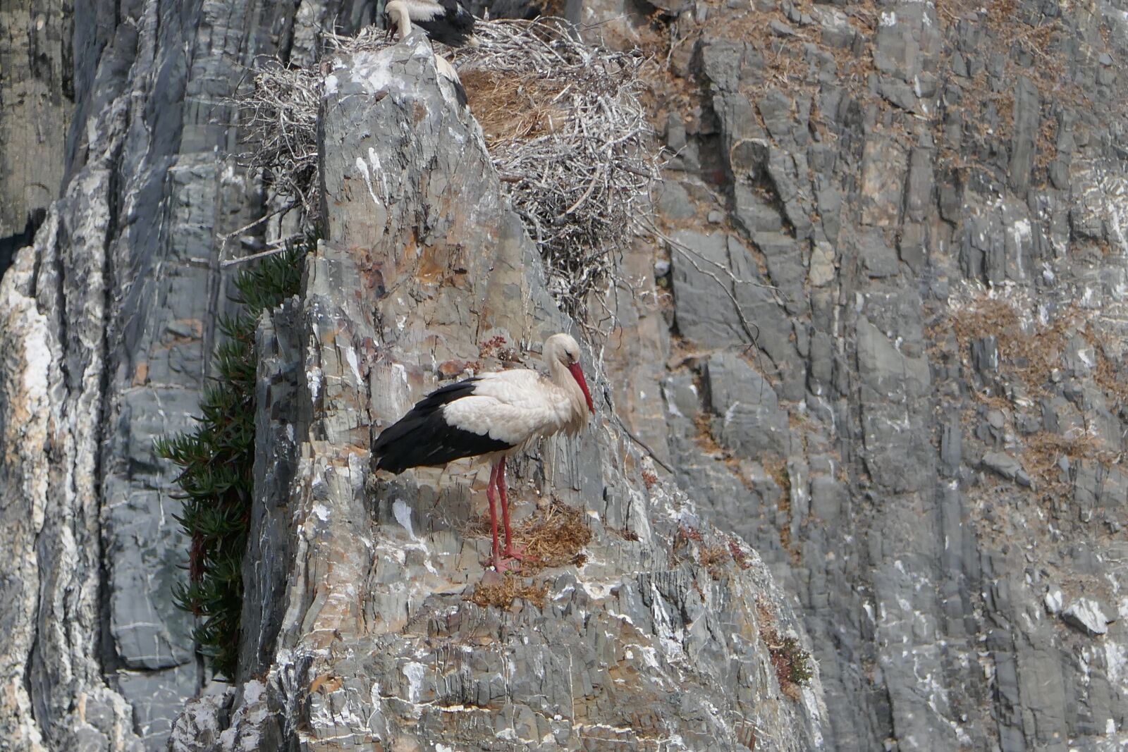 Panasonic DMC-TZ101 sample photo. Stork, rock, portugal photography