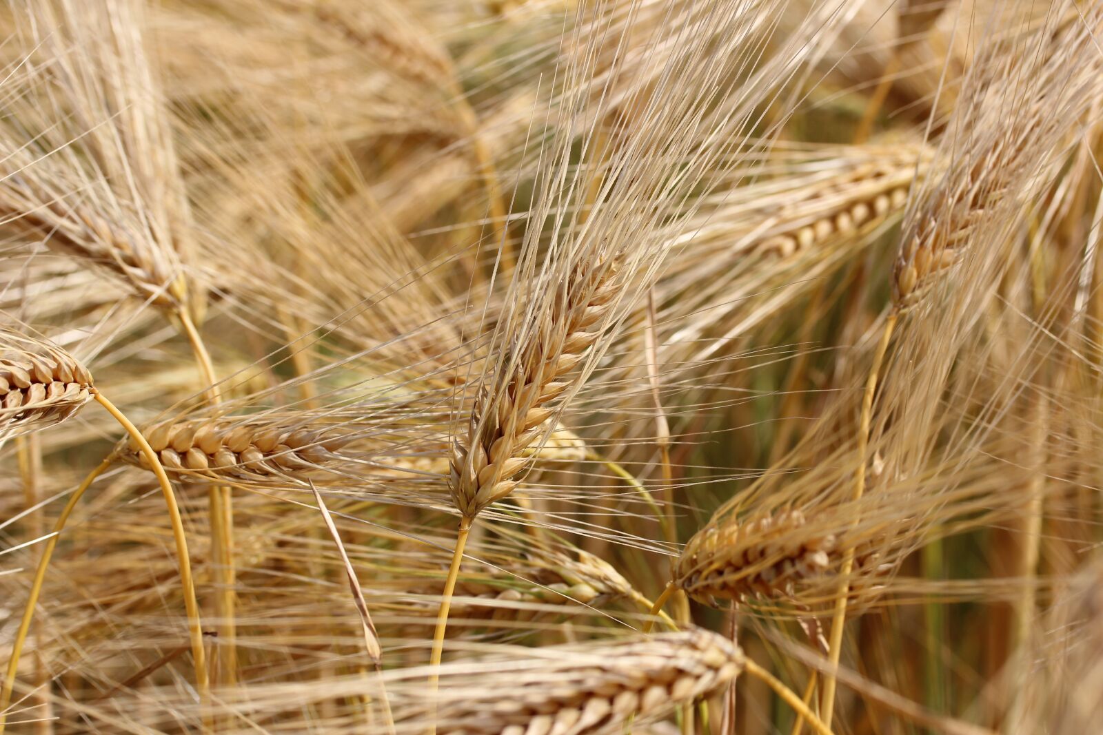 Canon EOS 600D (Rebel EOS T3i / EOS Kiss X5) + Canon EF-S 60mm F2.8 Macro USM sample photo. Wheat, field, cereals photography