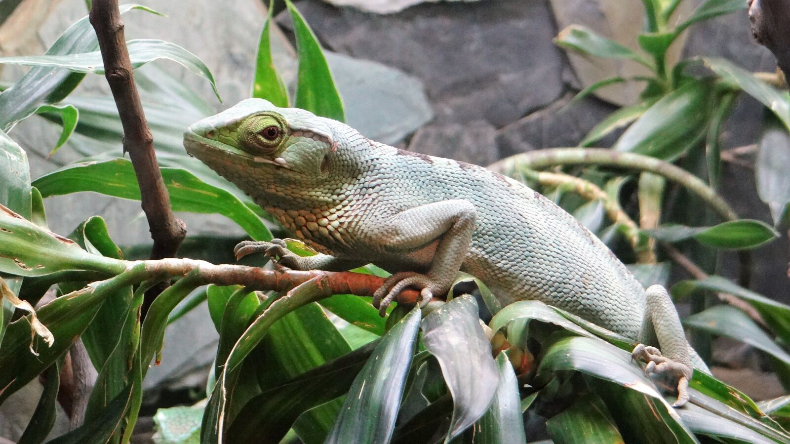 Sony DSC-HX200V sample photo. Animal, green, royal photography