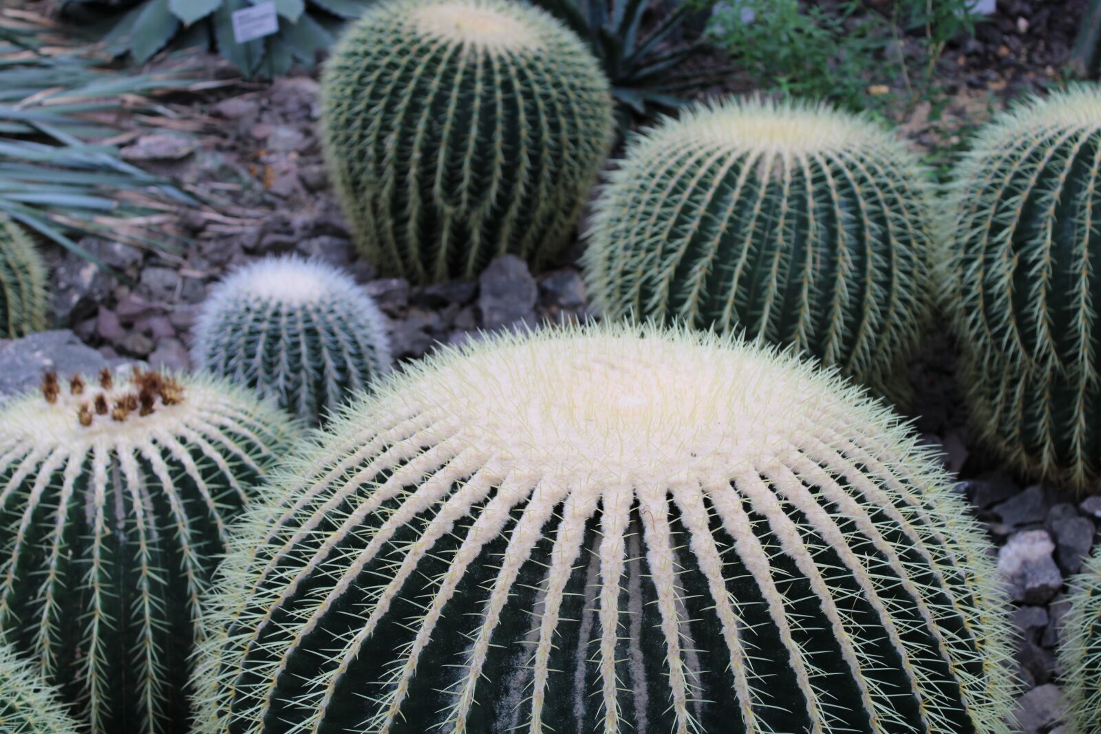 Canon EOS 2000D (EOS Rebel T7 / EOS Kiss X90 / EOS 1500D) sample photo. Cactus, plant, green photography