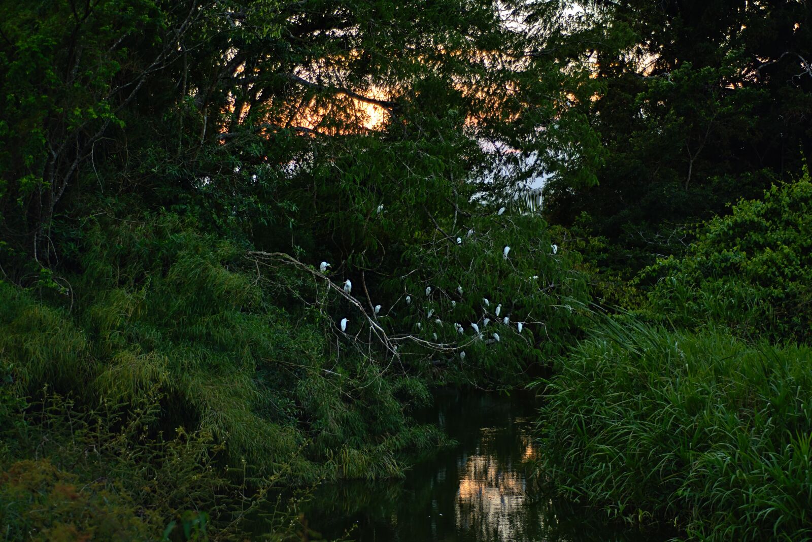 Nikon D7200 sample photo. Cattle egrets, nesting, birds photography
