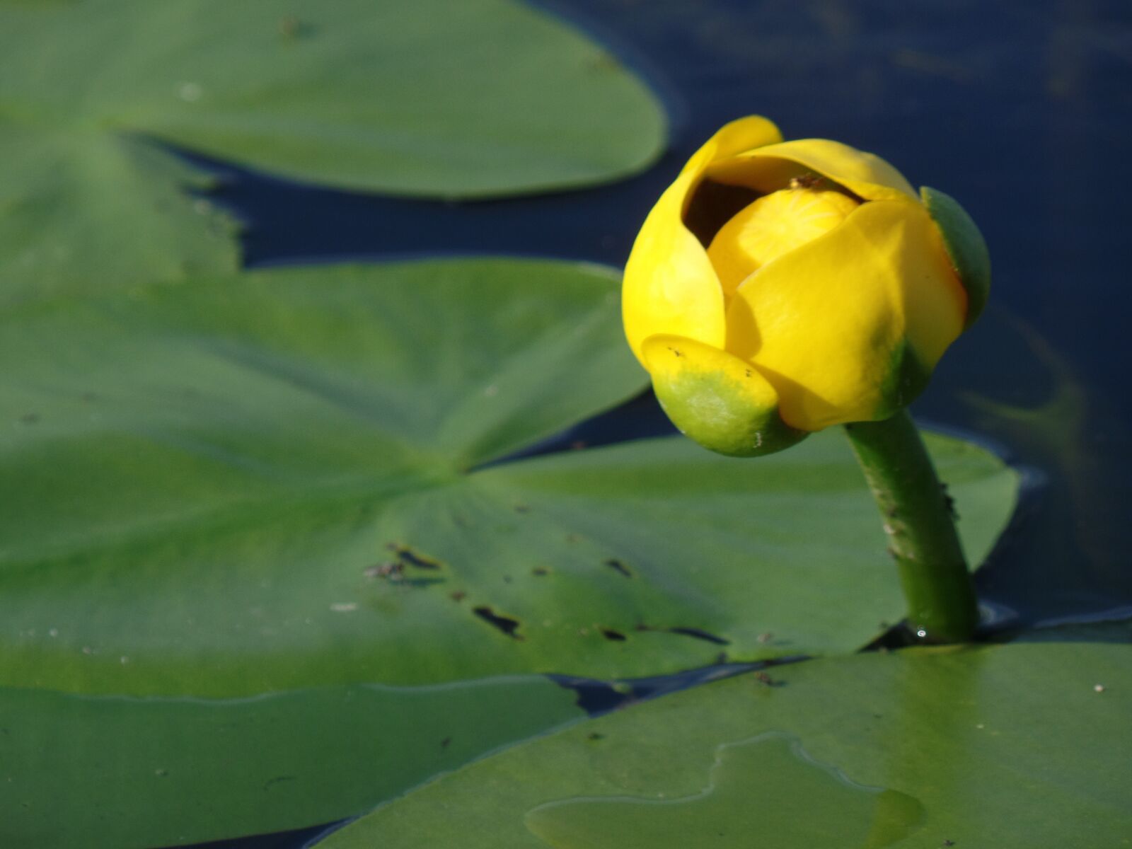 Samsung WB350F/WB351F/WB352F sample photo. Marsh, water lily, nature photography