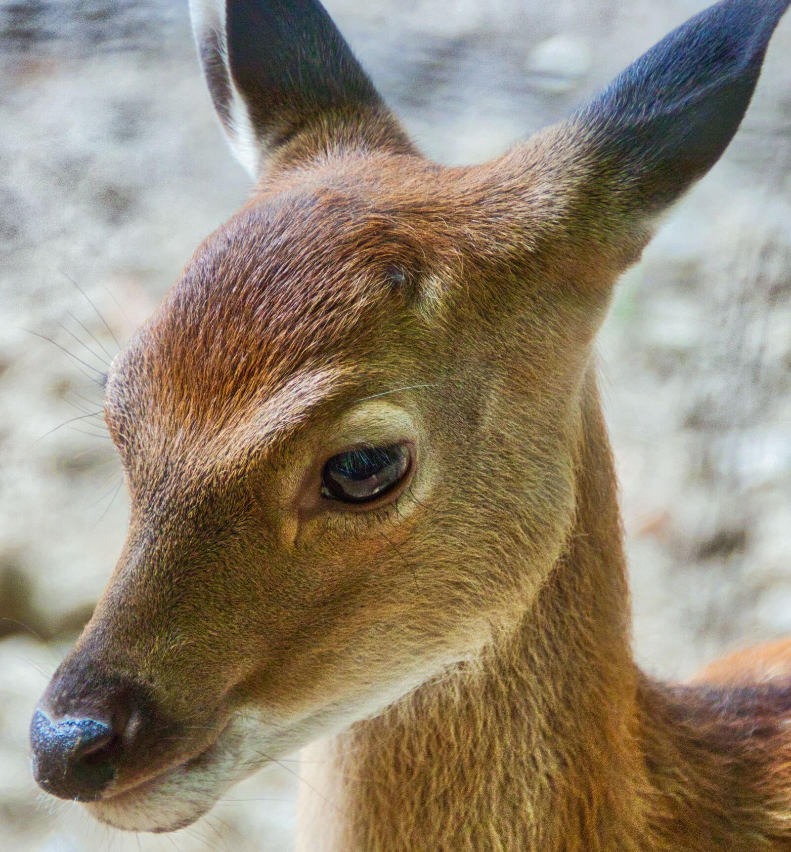 Canon EOS 200D (EOS Rebel SL2 / EOS Kiss X9) sample photo. Fawn, nature, roe deer photography