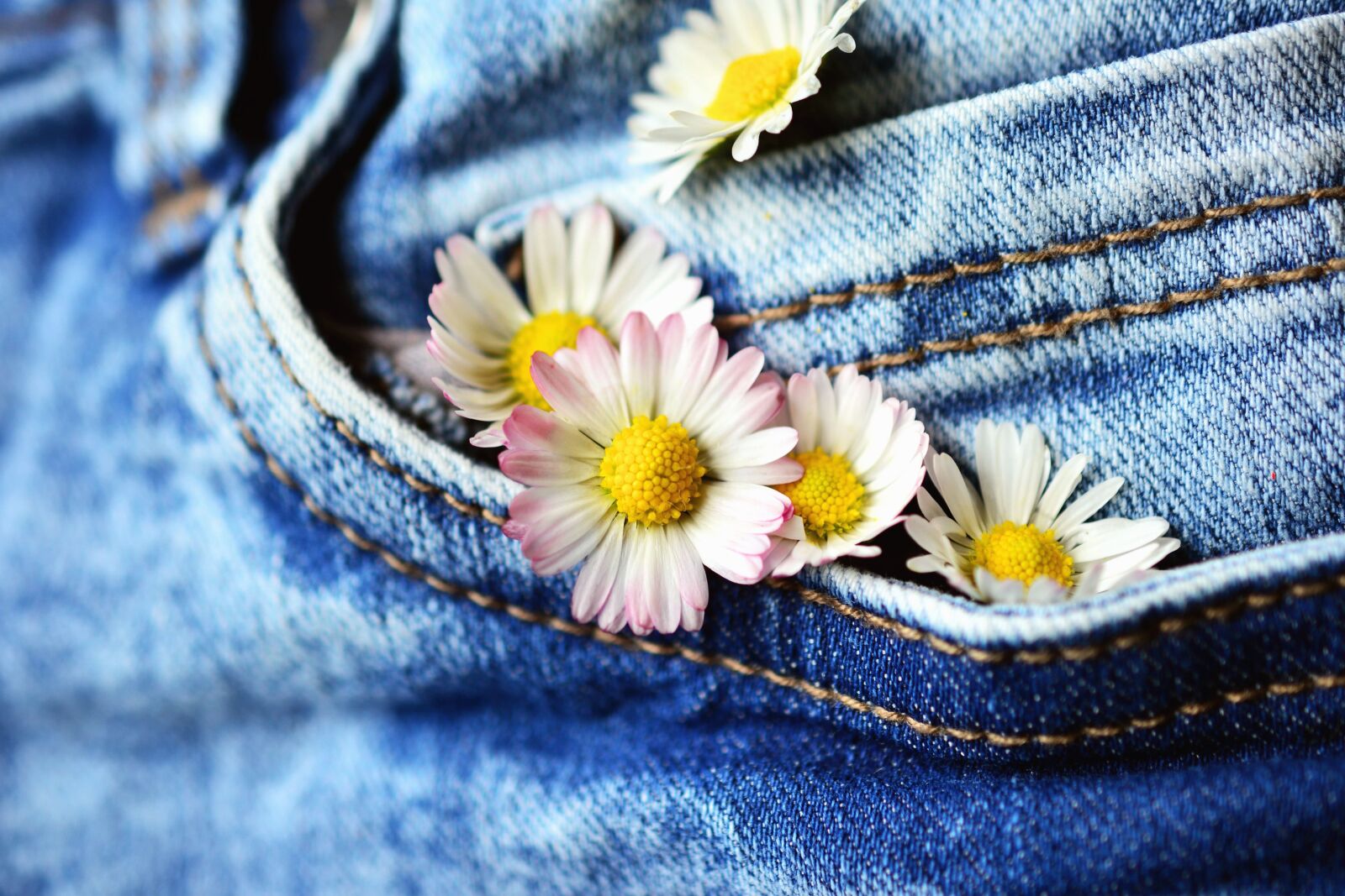 Nikon D5200 sample photo. Daisy, flower, petal, jeans photography