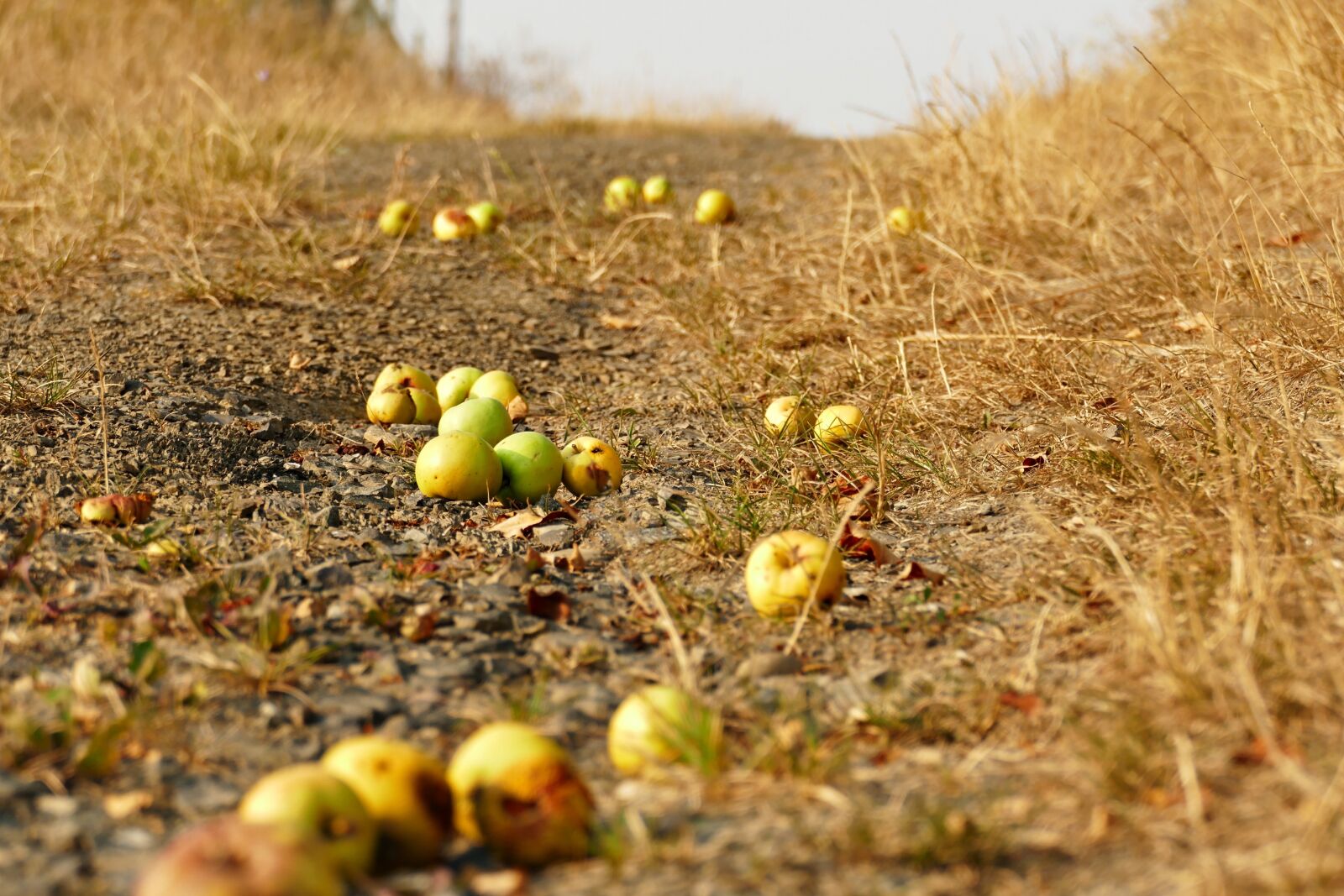 Panasonic Lumix DMC-FZ1000 sample photo. Windfall, apple, orchard photography