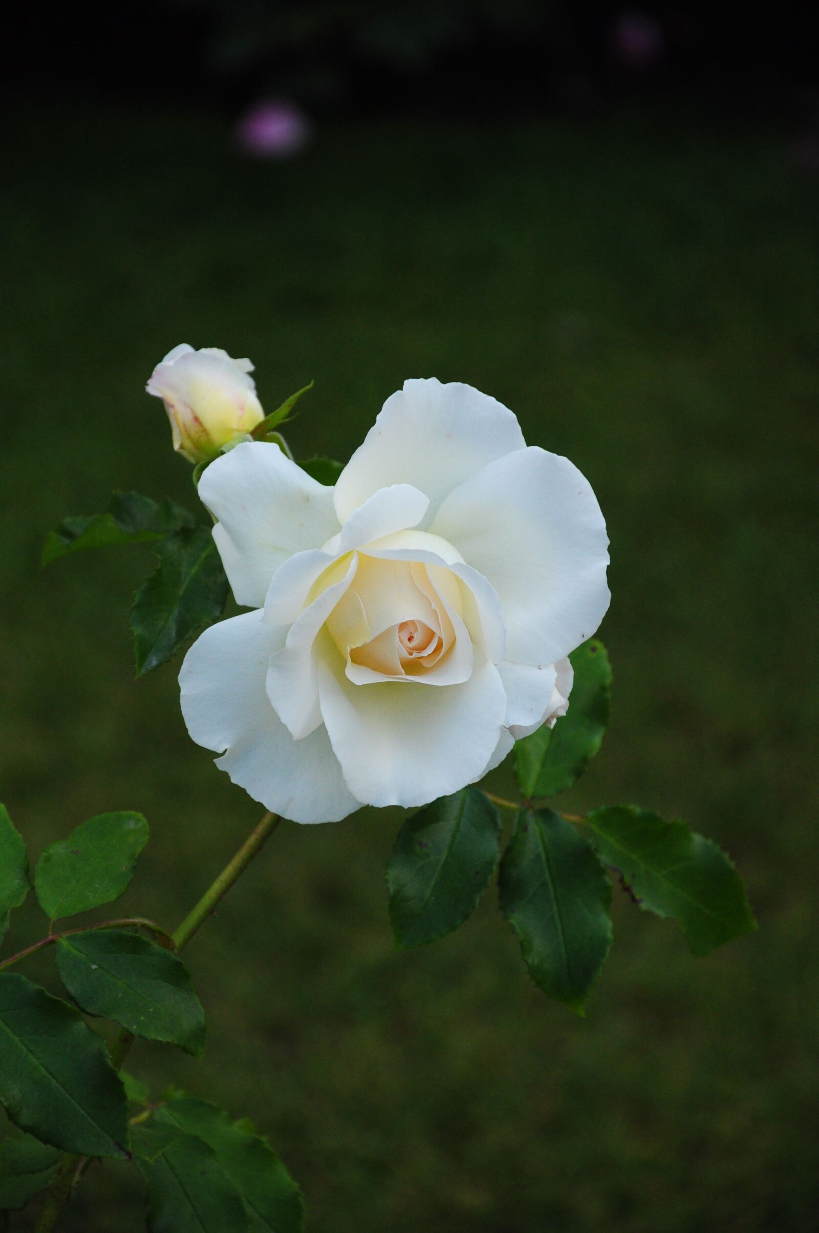 Nikon D5000 sample photo. Flower, rose photography