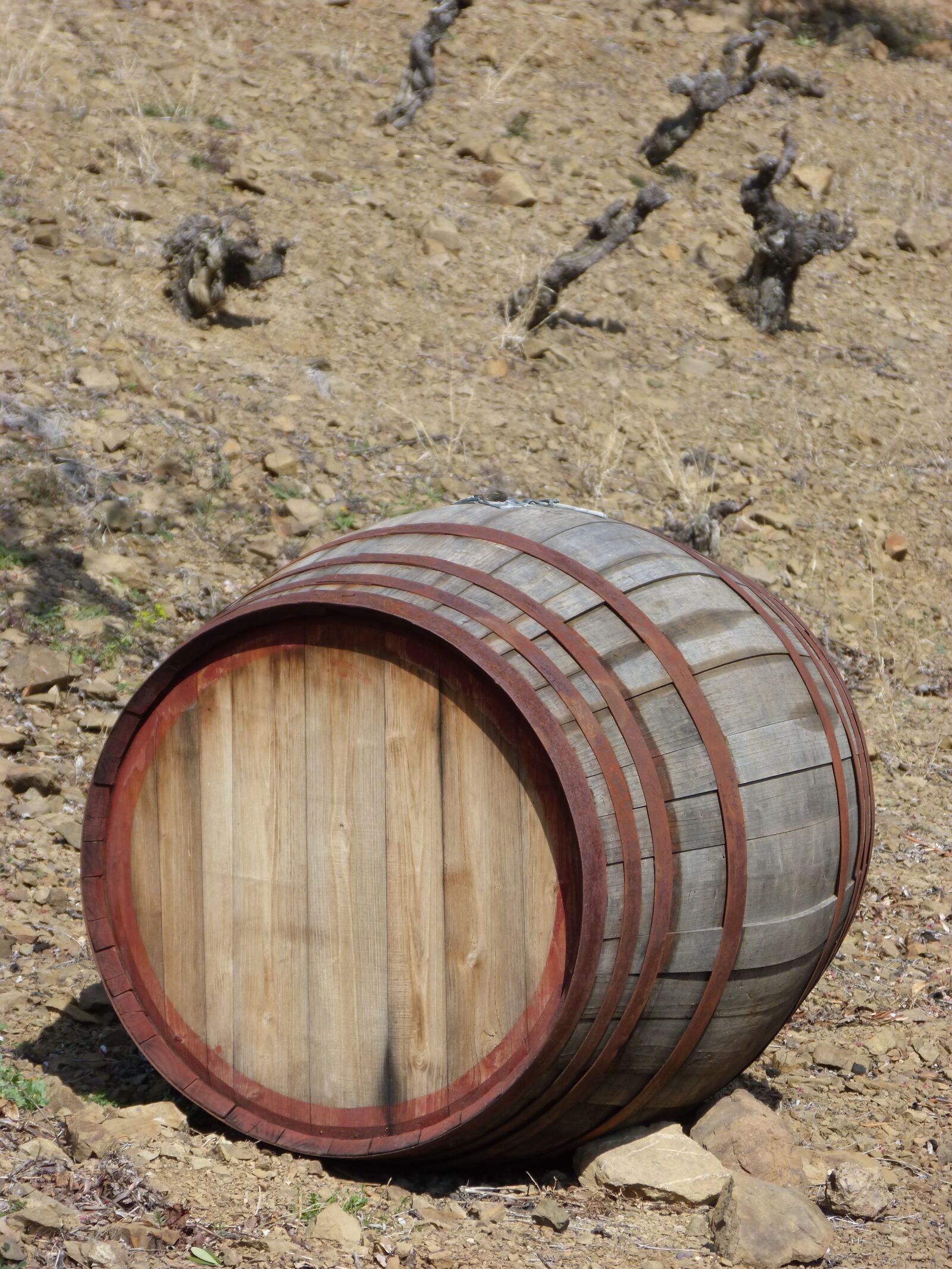 Panasonic DMC-FZ62 sample photo. Cask, vineyard, viticulture photography