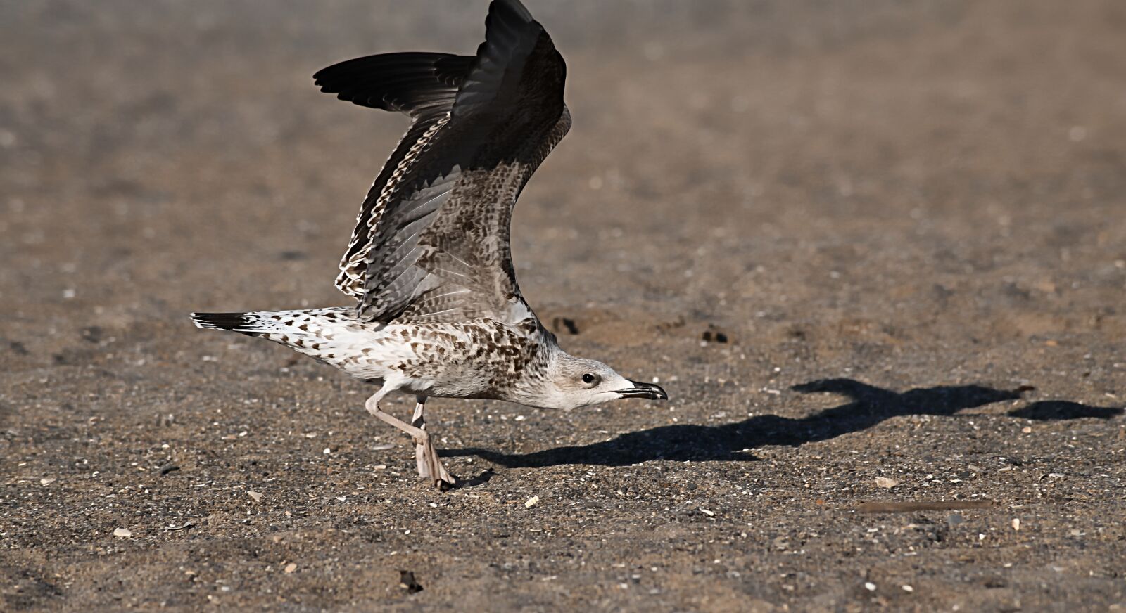 Canon EOS 5D Mark III sample photo. Seagull, bird, sea ​​bird photography