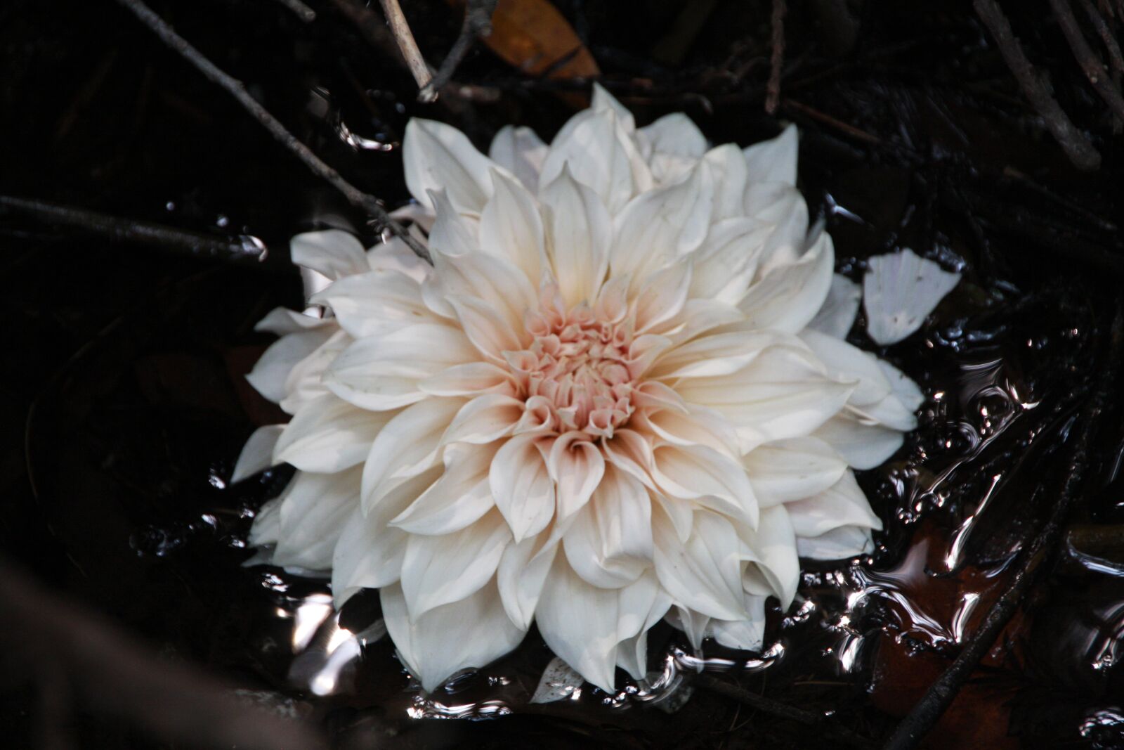 Canon EOS 40D sample photo. Blossom, bloom, lotus photography