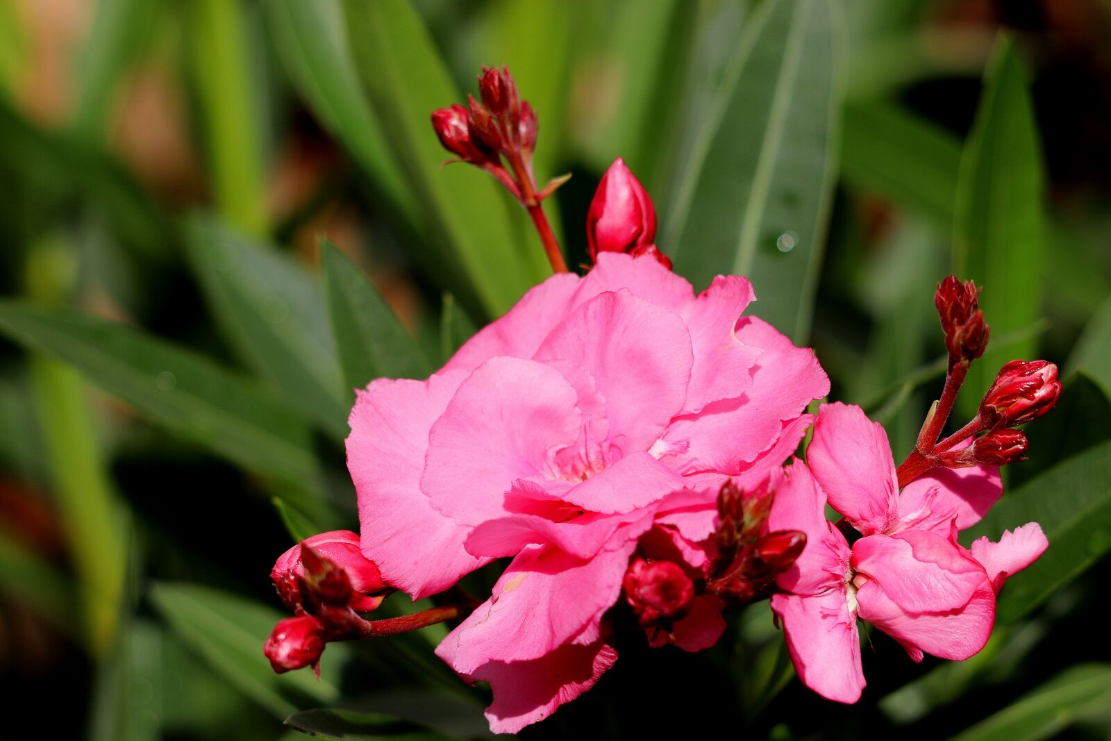 Canon EOS 77D (EOS 9000D / EOS 770D) sample photo. Oleander, flowers, close up photography