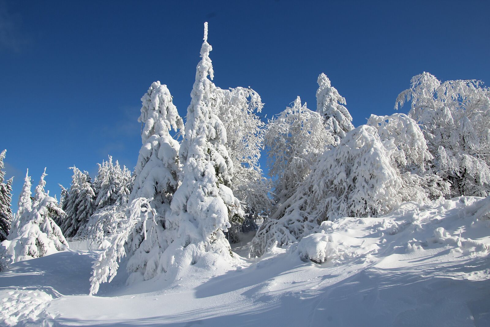 Canon EOS 1200D (EOS Rebel T5 / EOS Kiss X70 / EOS Hi) sample photo. Winter, snow, winter forest photography